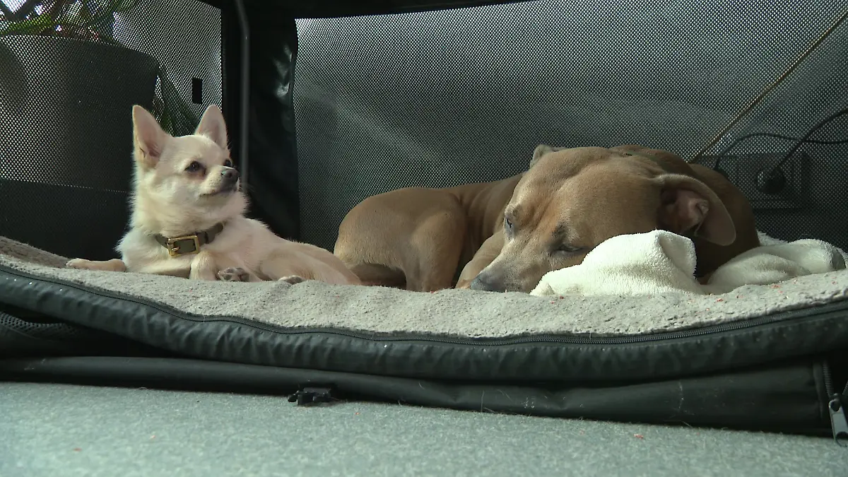 „Die Beziehung zwischen den beiden ist wirklich total toll”, sagt Nele über ihre beiden Hunde Holly (li.) und Paco.