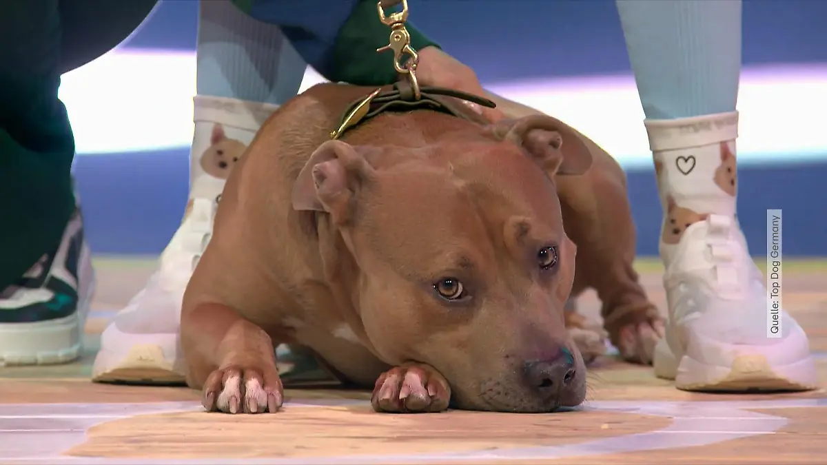 Sie schaffen es bis ins Top Dog Deutschland-Finale, Pacos großer Auftritt