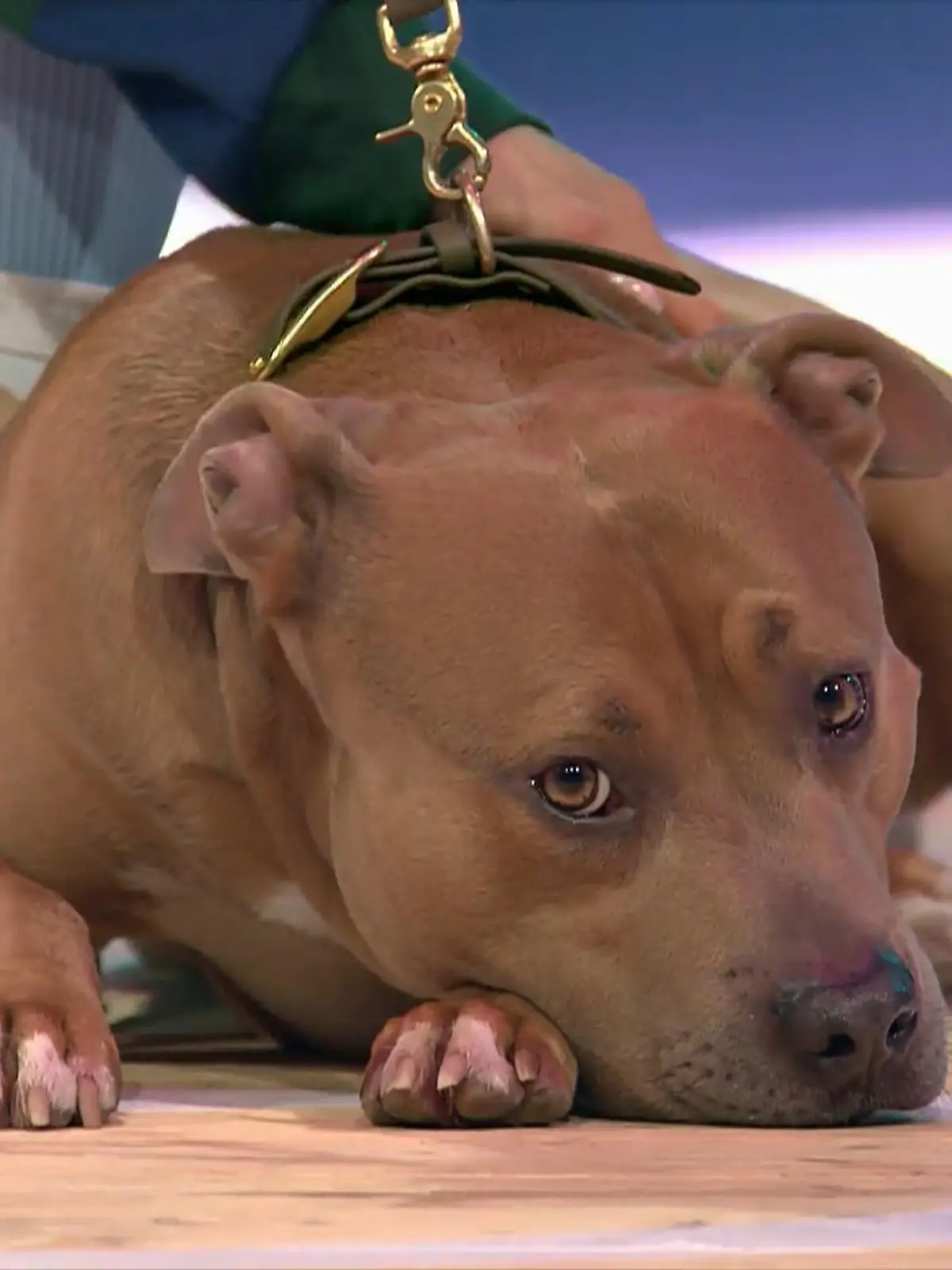 Bild zu: "Kampfhund-Frauchen wehrt sich gegen Vorurteile"