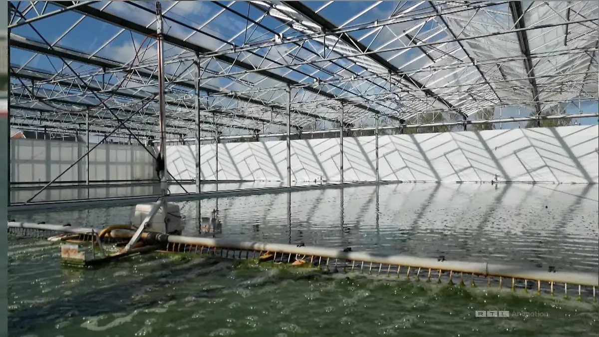 Algen: Gefährlich und doch so nützlich CO2-Speicher im Wasser