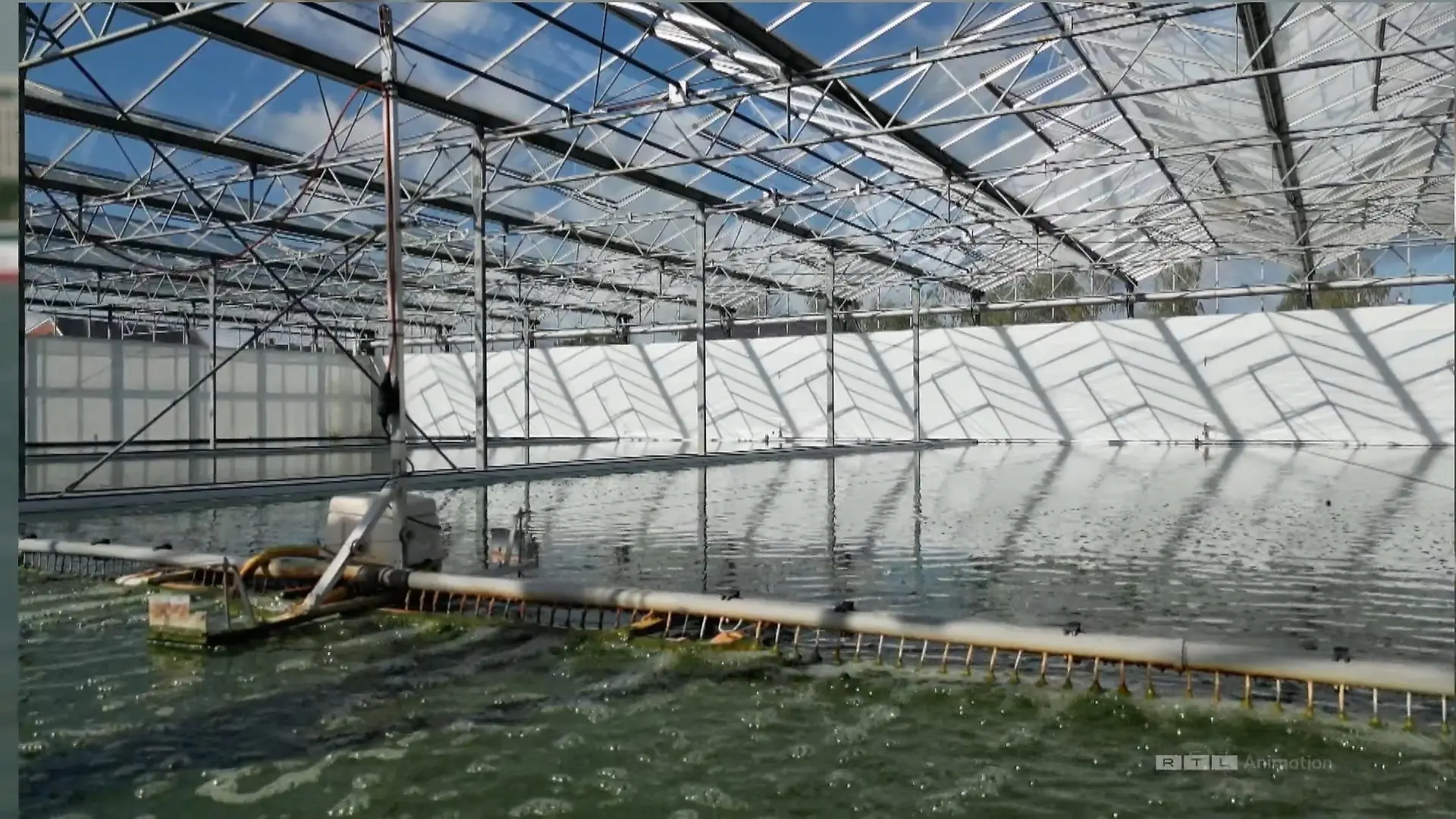 Algen: Gefährlich und doch so nützlich CO2-Speicher im Wasser