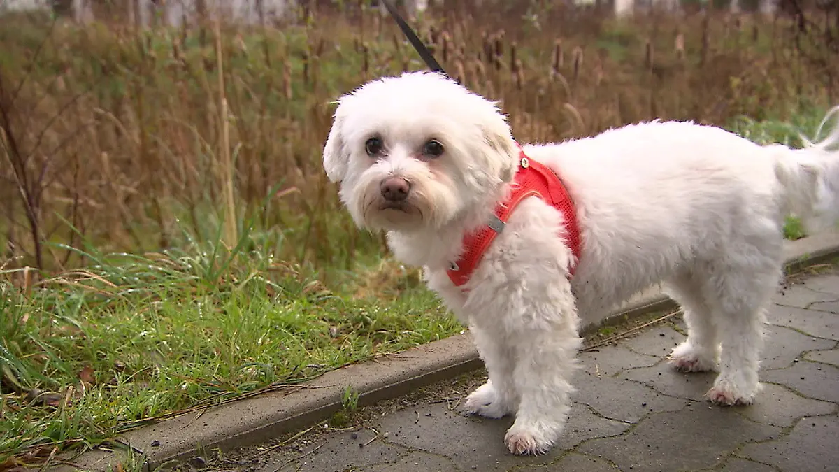 Hundehasser in Lippstadt verstecken Wurststücke mit Nägeln oder Rasierklingen
