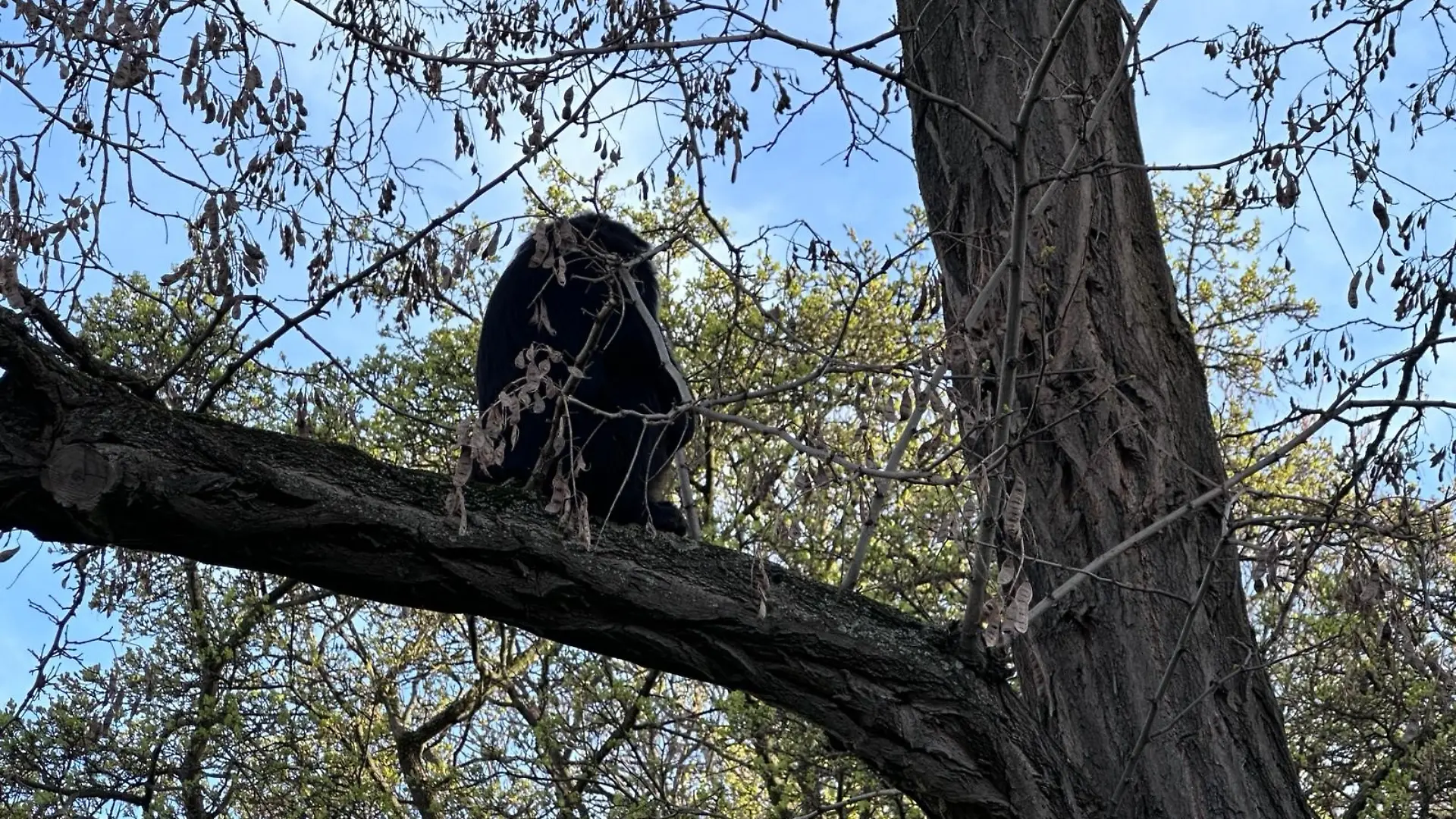 Ein Affe sitzt in einem Baum.