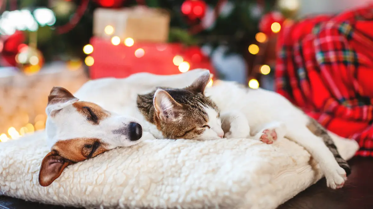 Hund und Katze schlafen nebeneinander auf einer Decke vor dem Weihnachtsbaum.