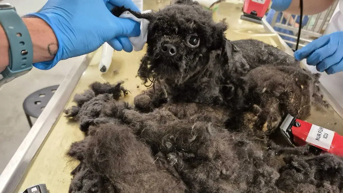 Frida wurde nach ihrer Rettung geschoren und von ihrem völlig verfilzten Fell befreit. Jetzt freut sie sich auf ihr neues Zuhause.
