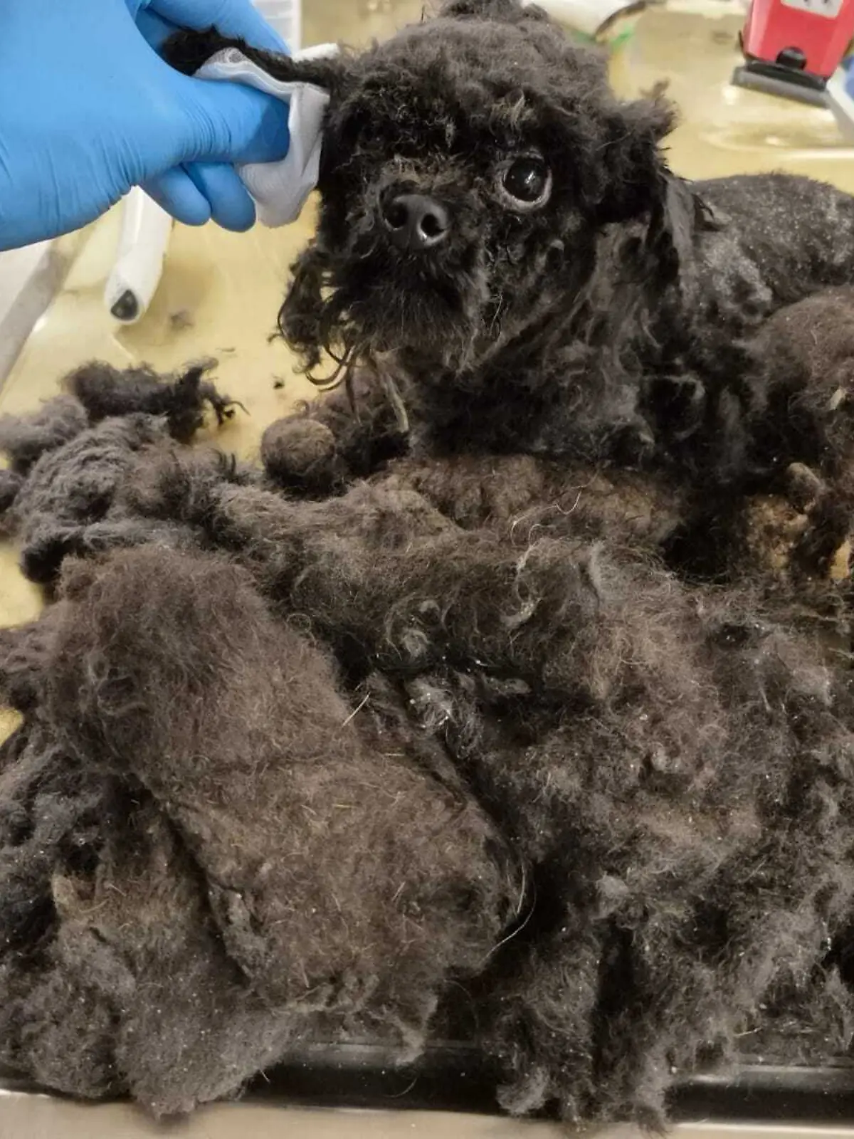 Frida wurde nach ihrer Rettung geschoren und von ihrem völlig verfilzten Fell befreit. Jetzt freut sie sich auf ihr neues Zuhause.