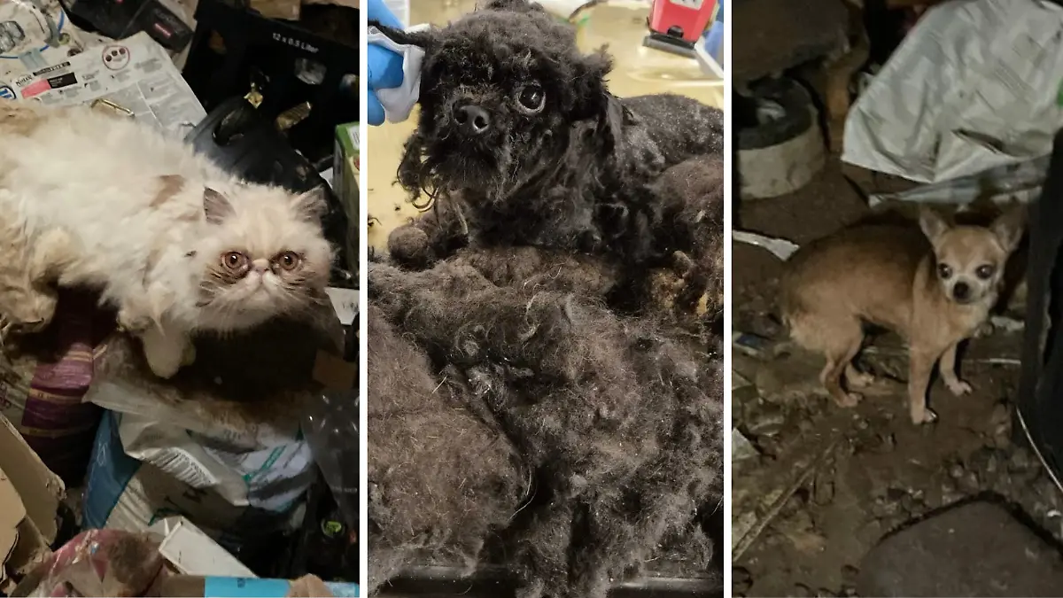 Diese Fotos sind schwer zu ertragen: Mehrere Perserkatzen, mehrere Pudel und ein Chihuahua wurden aus unvorstellbaren Zuständen gerettet.