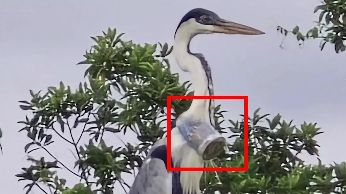 Ein Cocoi-Reiher, die größte Reiherart Lateinamerikas, fliegt in Brasilien mit einem Plastikbecher im Hals umher – unfähig, Nahrung zu sich zu nehmen. 