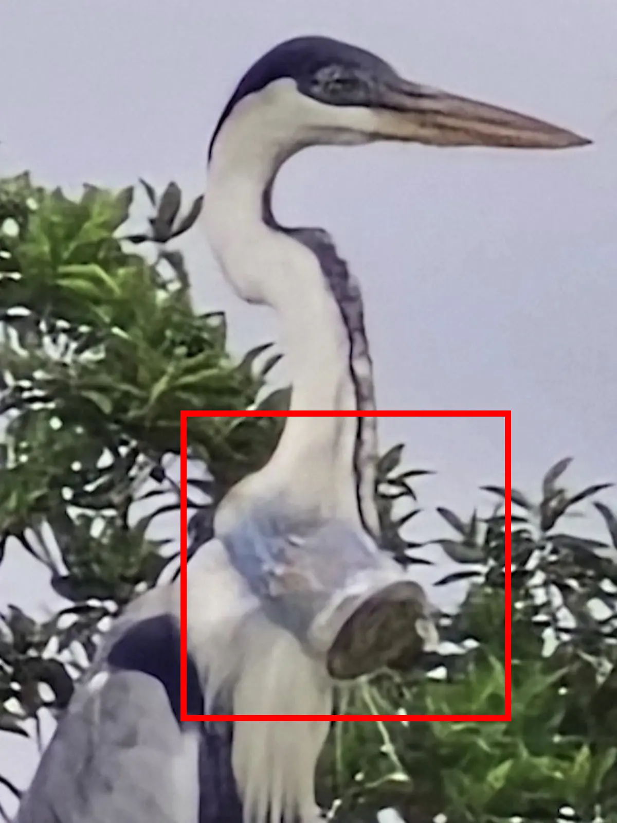 Ein Cocoi-Reiher, die größte Reiherart Lateinamerikas, fliegt in Brasilien mit einem Plastikbecher im Hals umher – unfähig, Nahrung zu sich zu nehmen. 