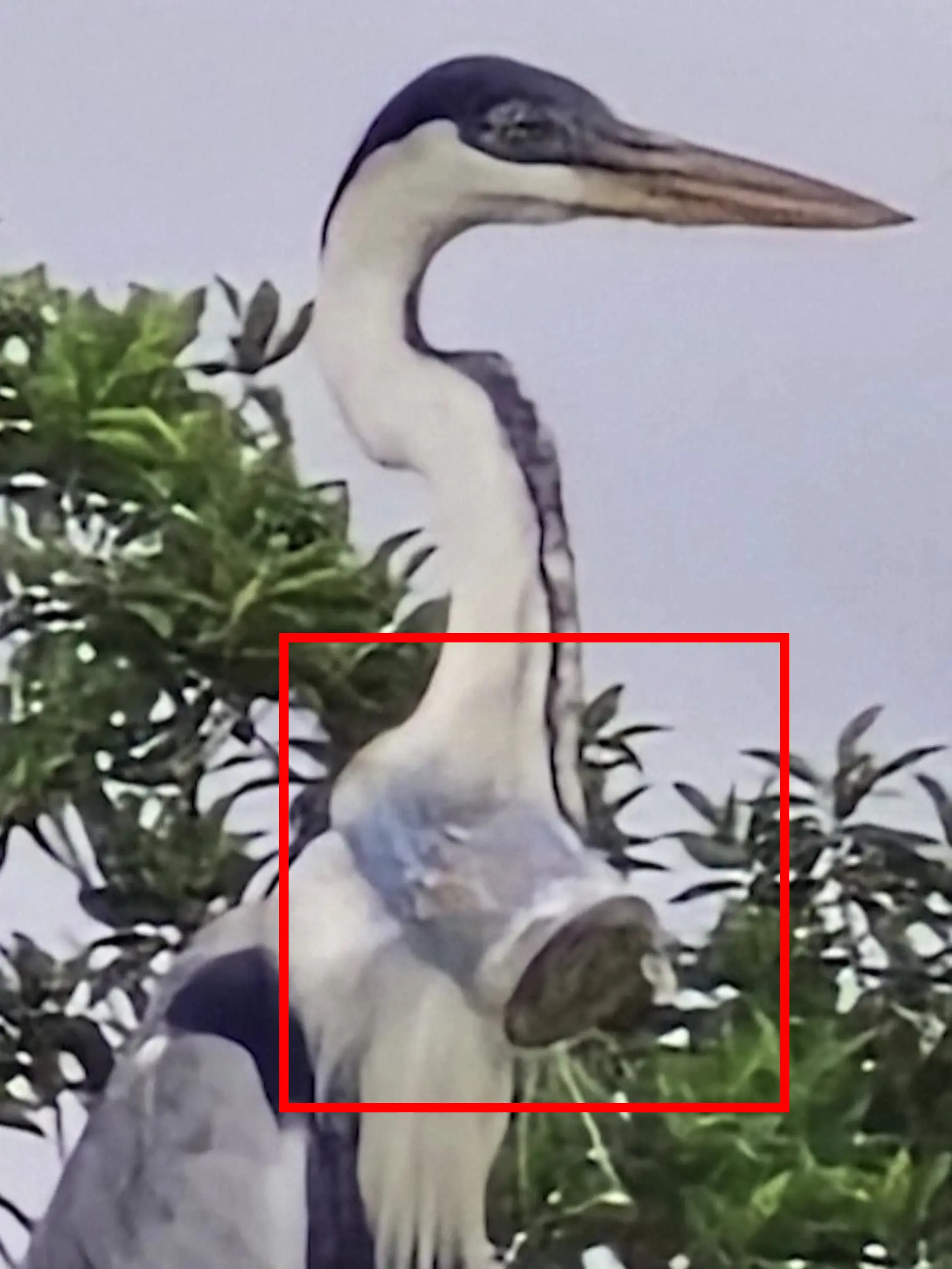 Ein Cocoi-Reiher, die größte Reiherart Lateinamerikas, fliegt in Brasilien mit einem Plastikbecher im Hals umher – unfähig, Nahrung zu sich zu nehmen. 