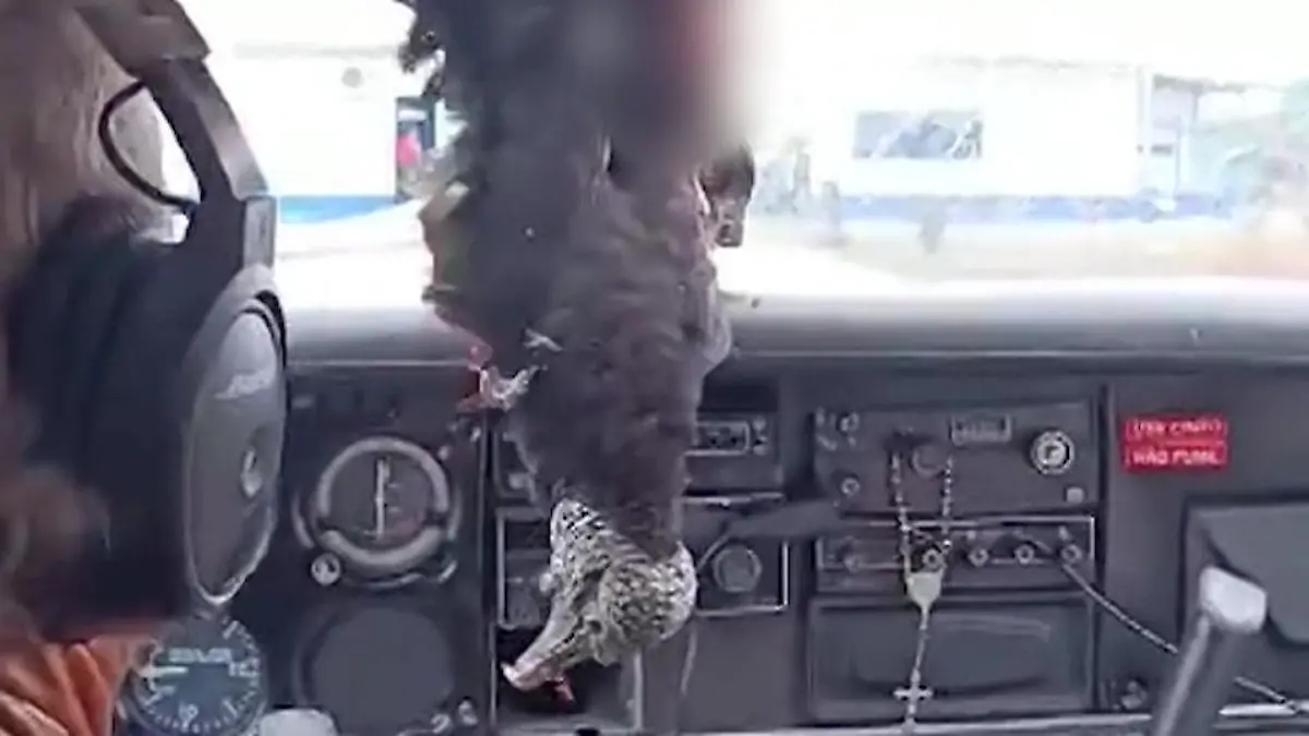 Horror-Absturz in der Luft! Geier knallt gegen Flugzeugfenster. Pilot kann plötzlich nichts mehr sehen