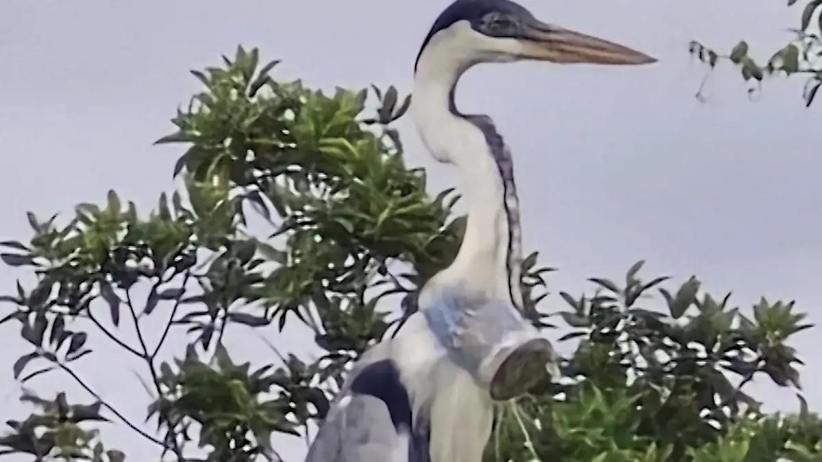 Heron kämpft ums Überleben! In brasilianischen Wäldern gefundener Plastikbecher steckt im Halsschock fest