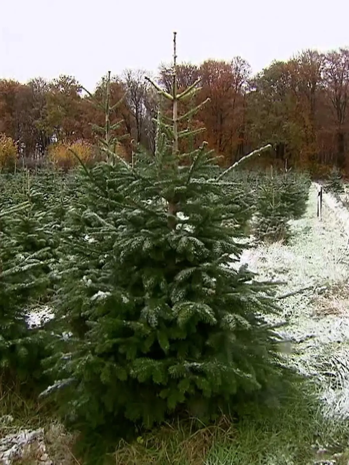 Bild zu: "Verfrühter Weihnachtsbaum bringt Fest "