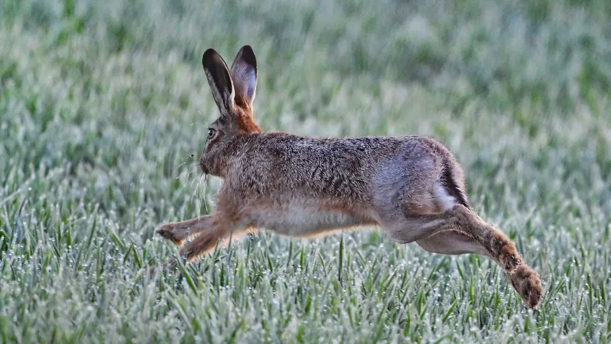 Im Landkreis Reulingen gibt es in diesem Jahr mehrere Fälle von Hasenpest. (Symbolfoto).