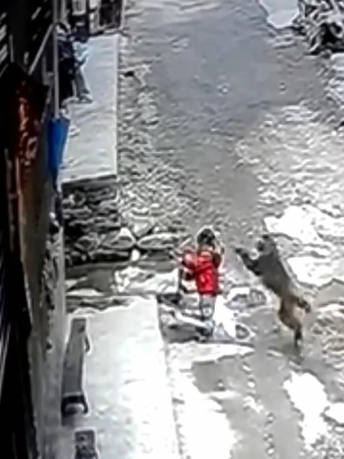 Die Dreijährige hatte keine Chance! In Südchina hat ein wilder Affe ein Mädchen gepackt – und hinter sich her geschleift. Ein Nachbar hörte die verzweifelten Schreie der Dreijährigen.