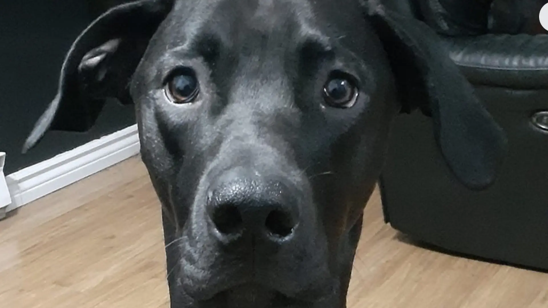Jason Howson adoptiert den Hund, um ihm etwas Gutes zu tun. Am Ende tötet er selbst den Vierbeiner im Wald. Jetzt ist das Urteil gegen den Hundemörder aus Ontario gefallen, doch Tierschützer forderten eine viel härtere Strafe.