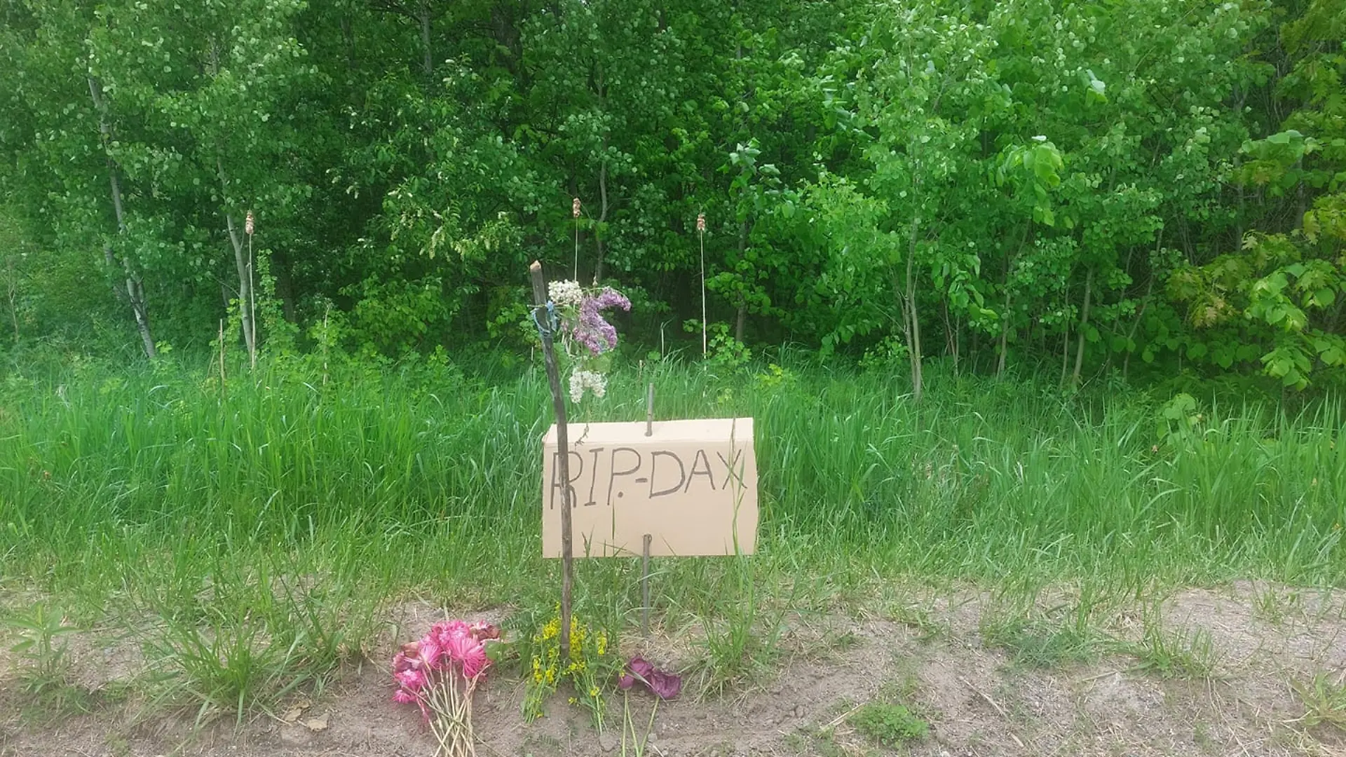Jason Howson adoptiert den Hund, um ihm etwas Gutes zu tun. Am Ende tötet er selbst den Vierbeiner im Wald. Jetzt ist das Urteil gegen den Hundemörder aus Ontario gefallen, doch Tierschützer forderten eine viel härtere Strafe.