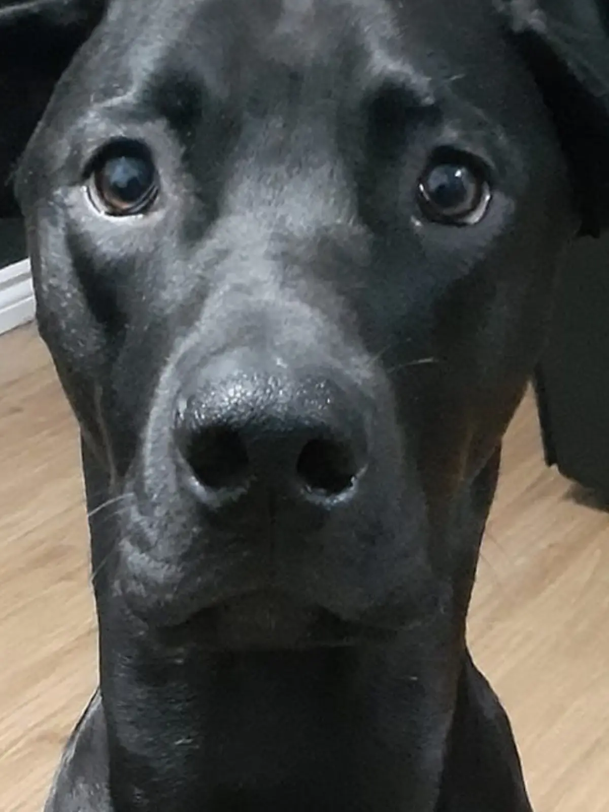 Jason Howson adoptiert den Hund, um ihm etwas Gutes zu tun. Am Ende tötet er selbst den Vierbeiner im Wald. Jetzt ist das Urteil gegen den Hundemörder aus Ontario gefallen, doch Tierschützer forderten eine viel härtere Strafe.