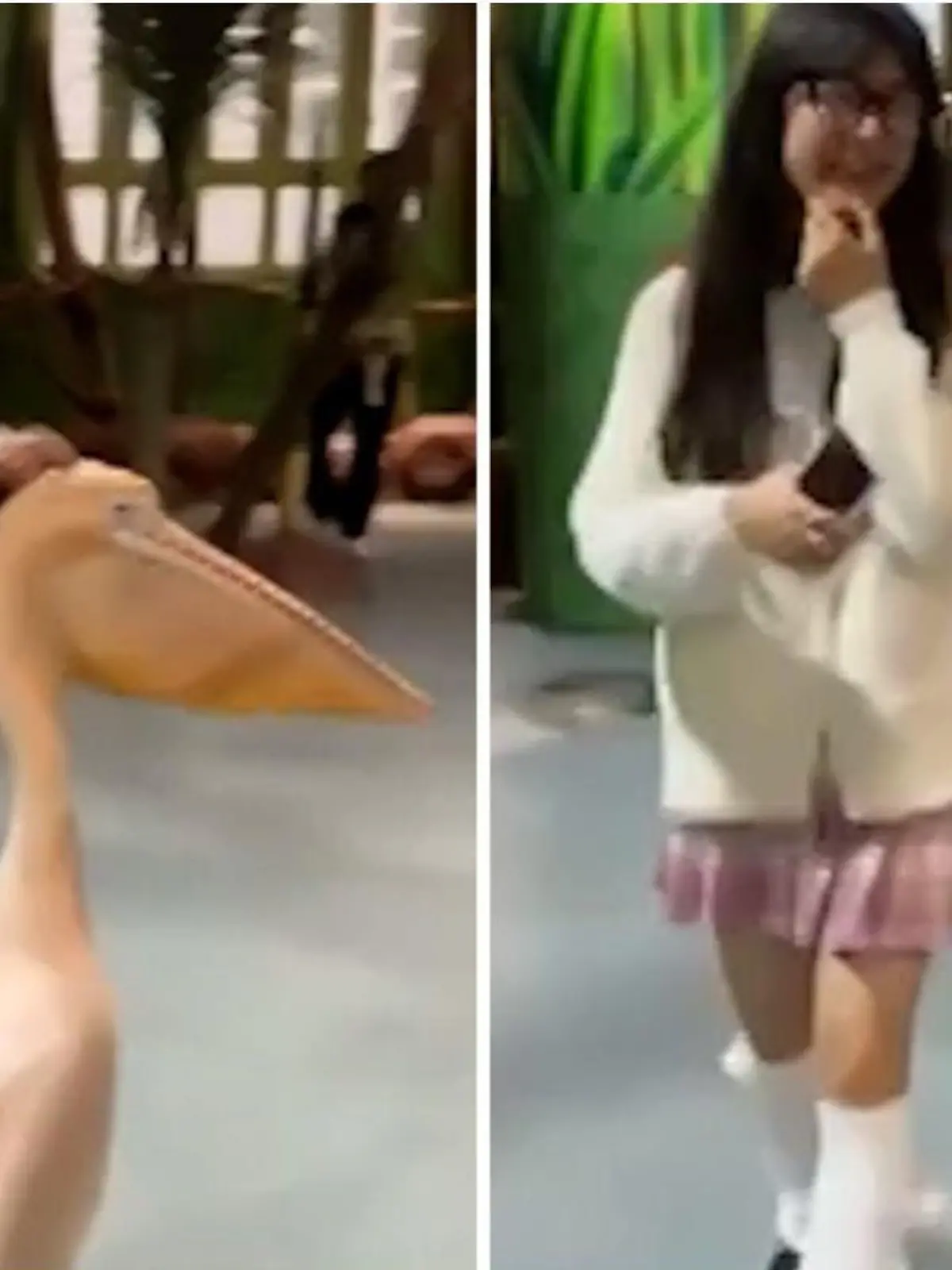 Frau besucht Zoo in China und wird dort von Pelikan verfolgt.