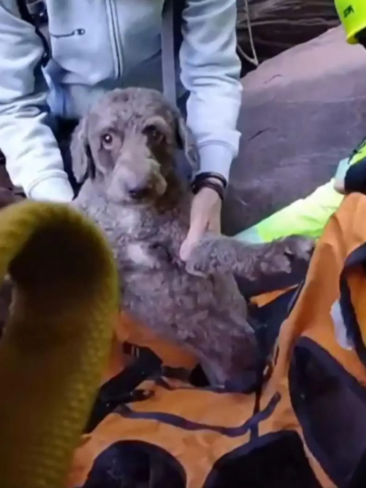 Hund am Abgrund gefangen – weil Herrchen sich überschätzt hat!