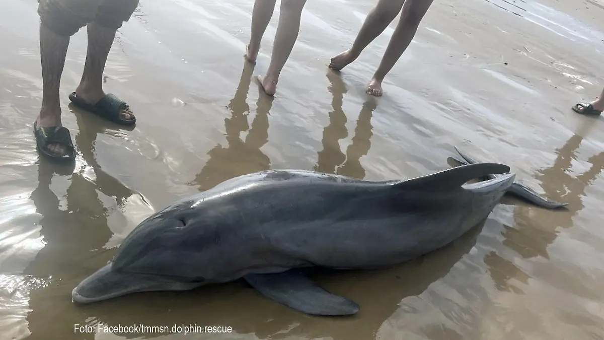 Delfin