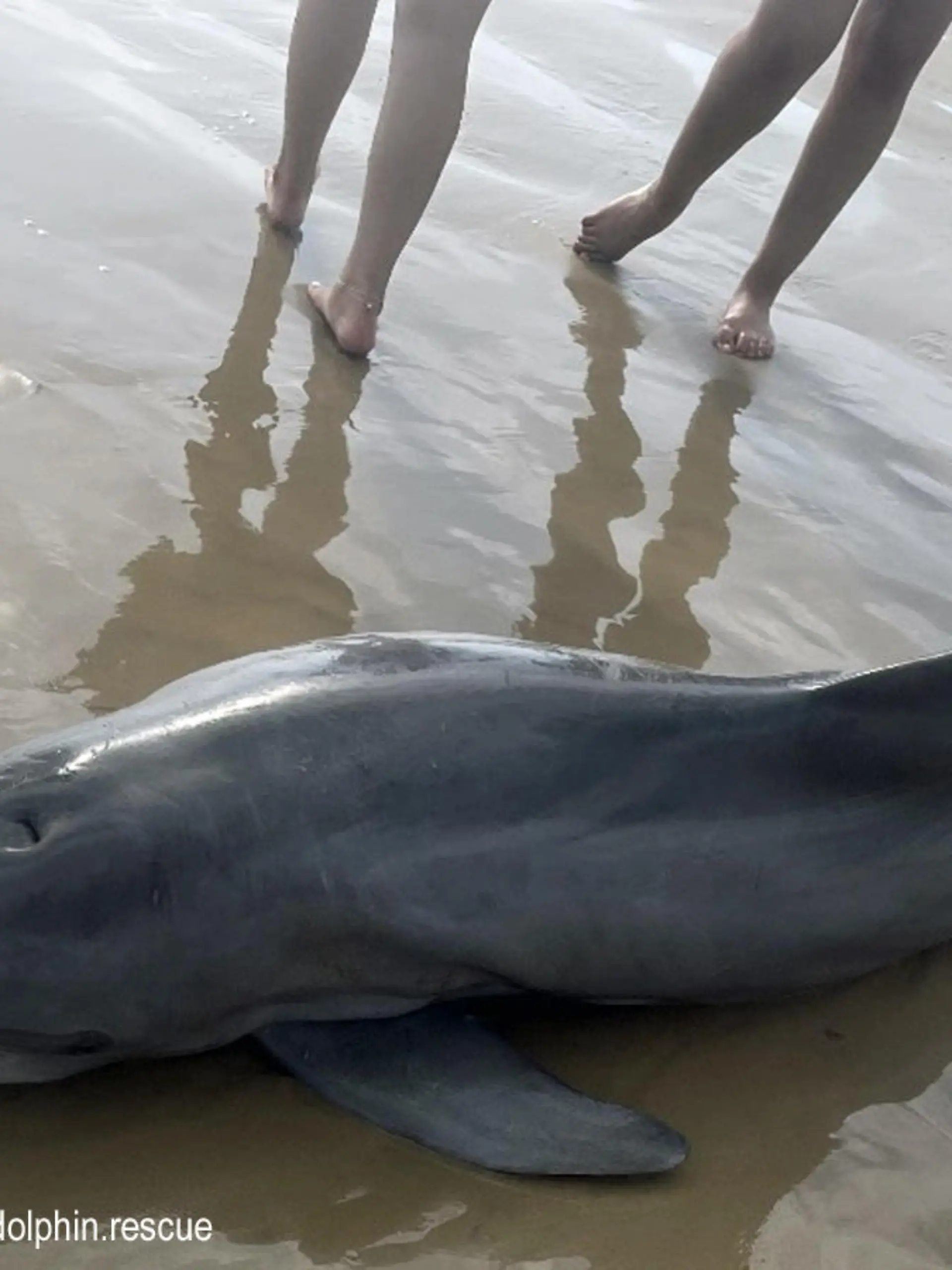 Delfin