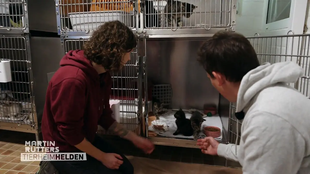 So geht das Tierheim Lüneburg mit wilden Katzen um Vom Fang zur Vermittlung
