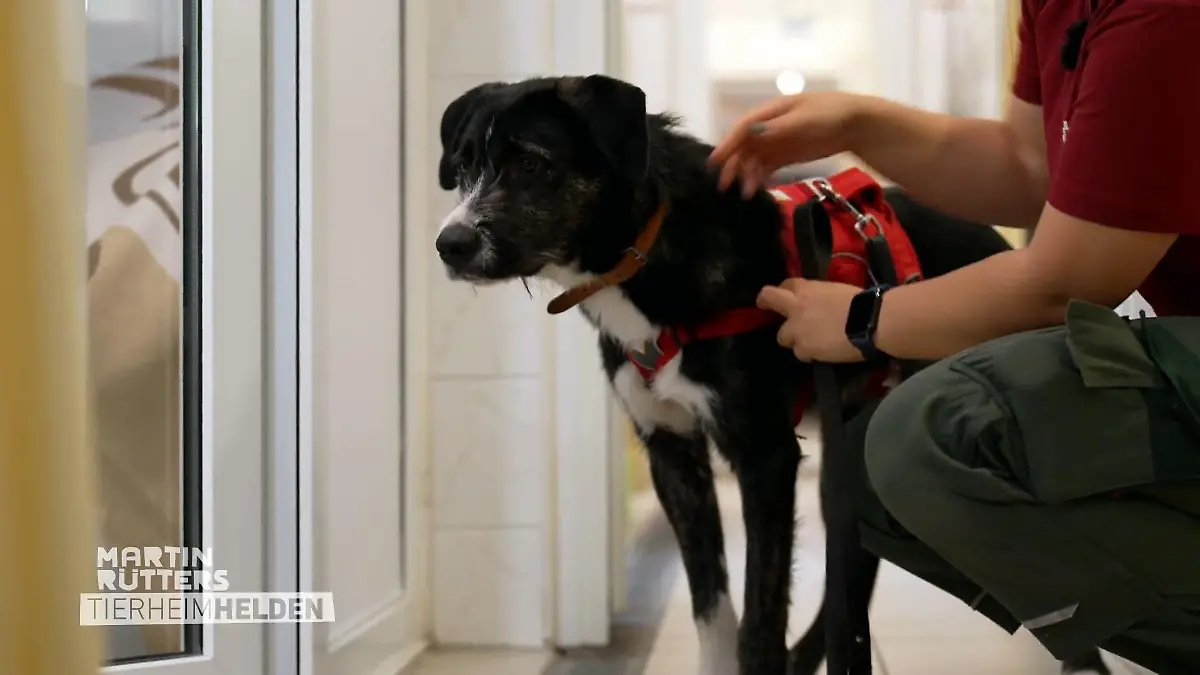 Sophia untersucht, ob Rüde Toni mit Katzen auskommt Test für die Vermittlung