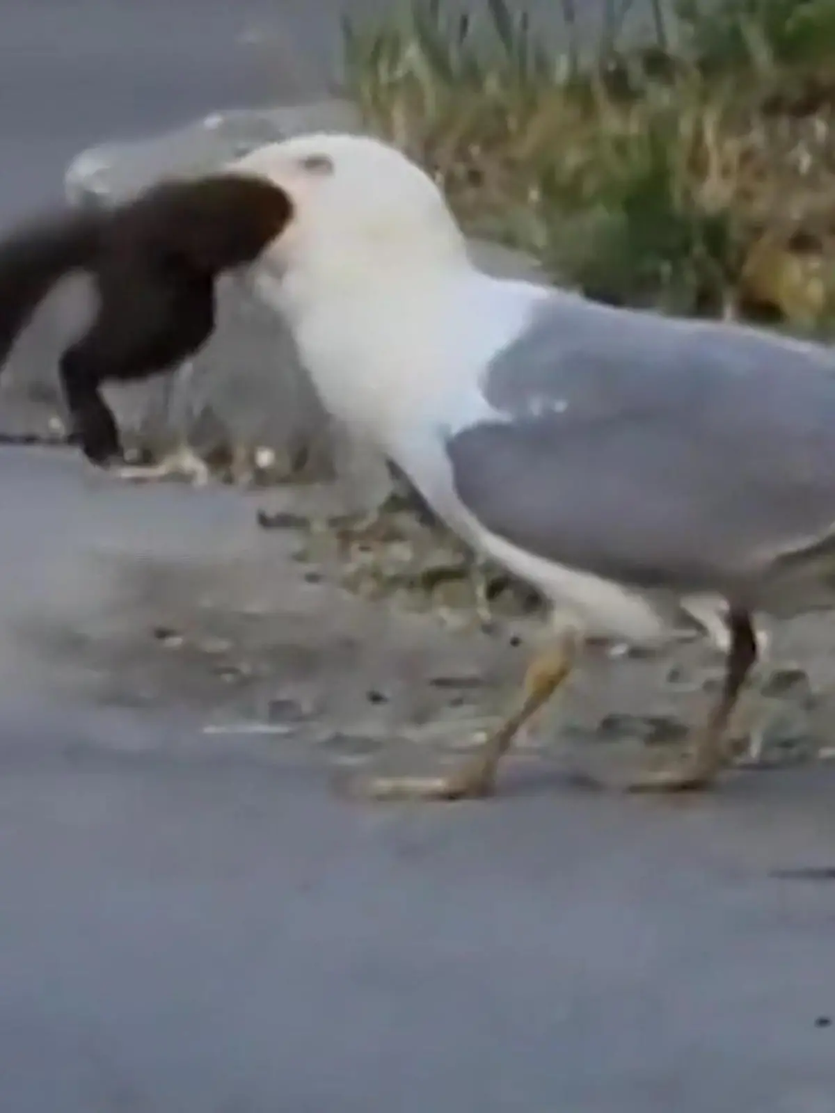 In Kalifornien haben die Möwen wohl genug vom Fisch: Hungrig stürzt sich eine Möwe auf ein Eichhörnchen und verspeist es im Ganzen. Das Video geht auf Twitter und Youtube viral. 1,5 Millionen Menschen haben sich das Video bereits angeschaut.