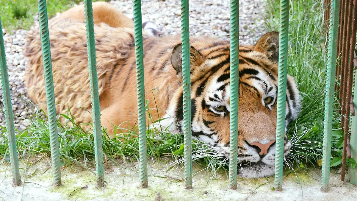 Der tödliche Angriff eines Tigers auf einen Zoomitarbeiter löst weltweites Entsetzen aus. 