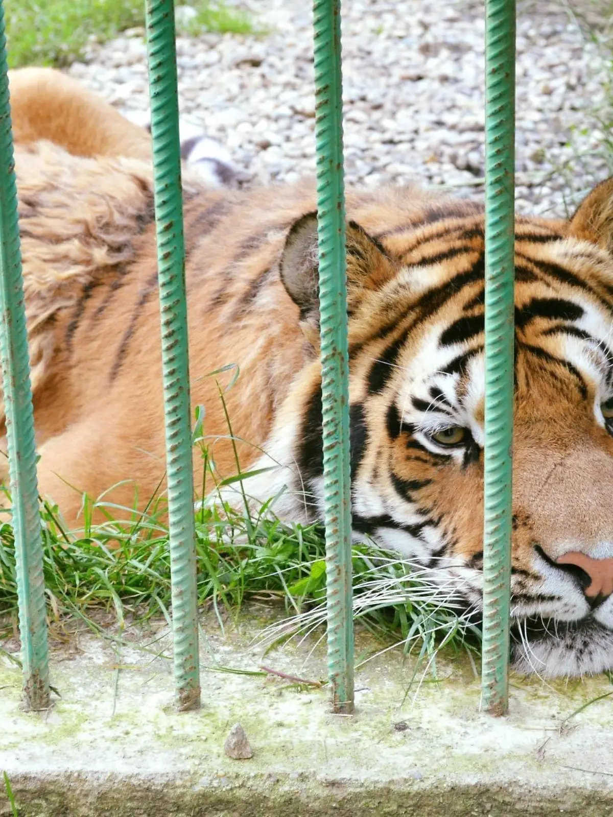Der tödliche Angriff eines Tigers auf einen Zoomitarbeiter löst weltweites Entsetzen aus. 