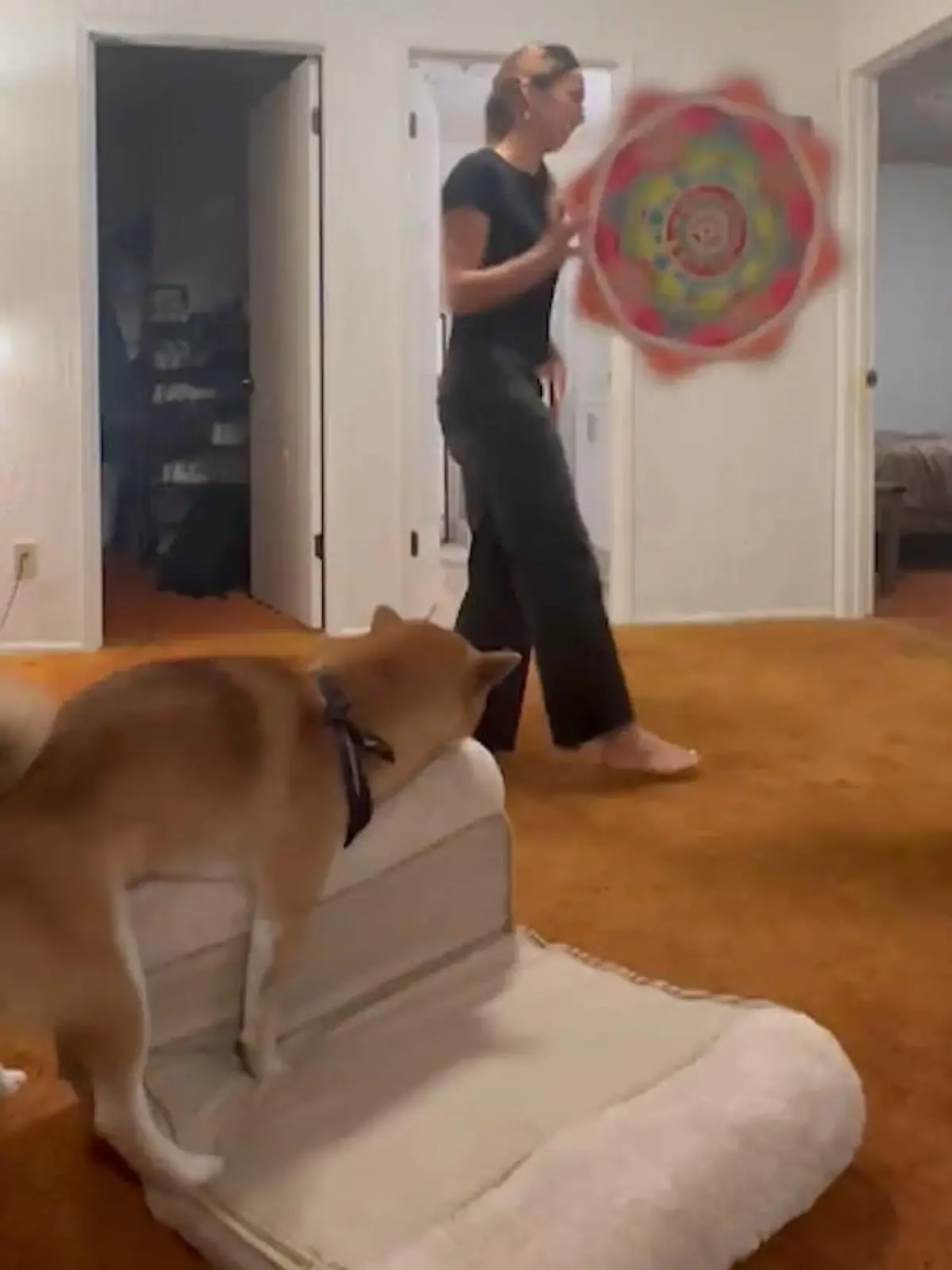 Bild zu: "Hund versaut Frauchens Sport-Clip – mit Matratzensport!"