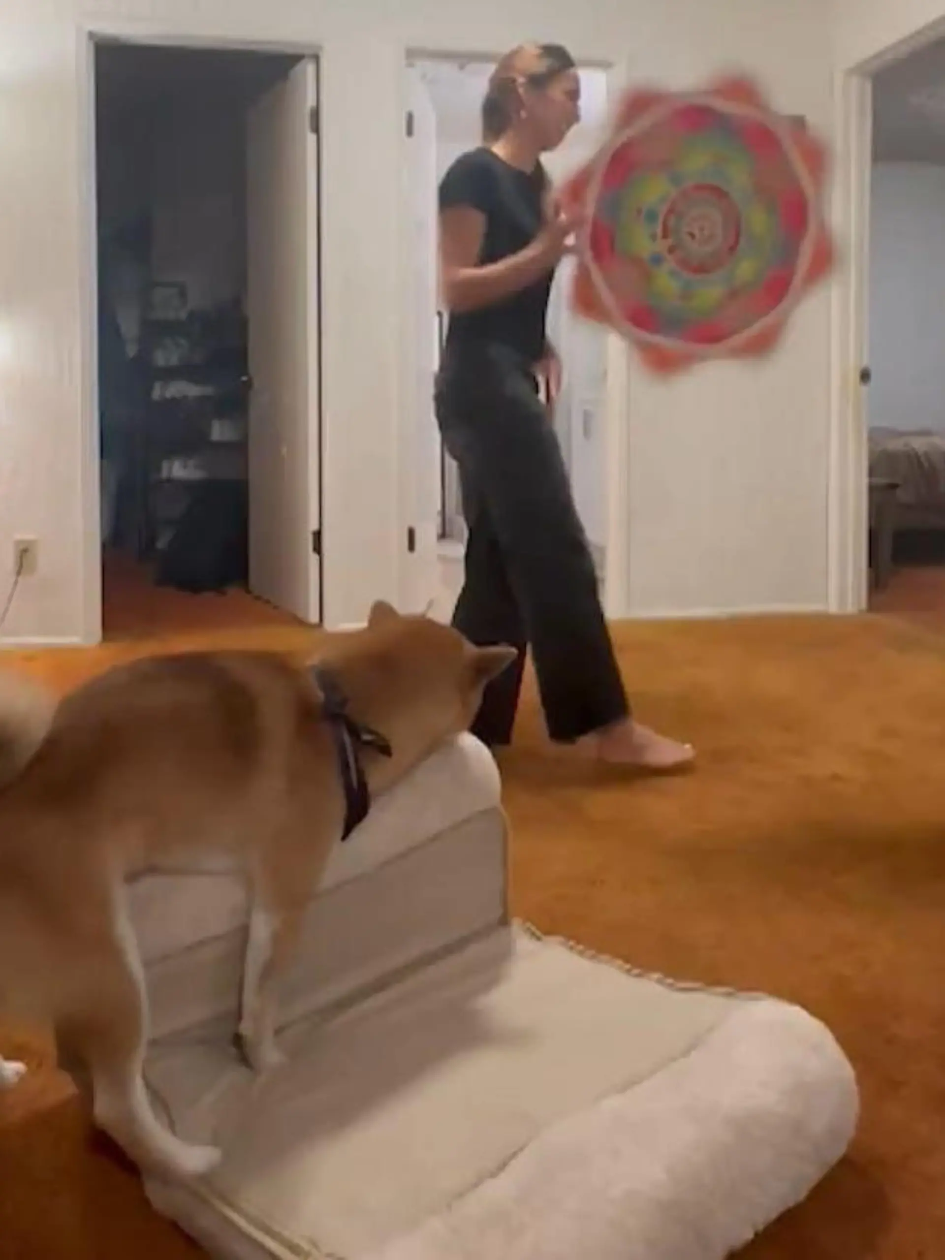 Bild zu: "Hund versaut Frauchens Sport-Clip – mit Matratzensport!"