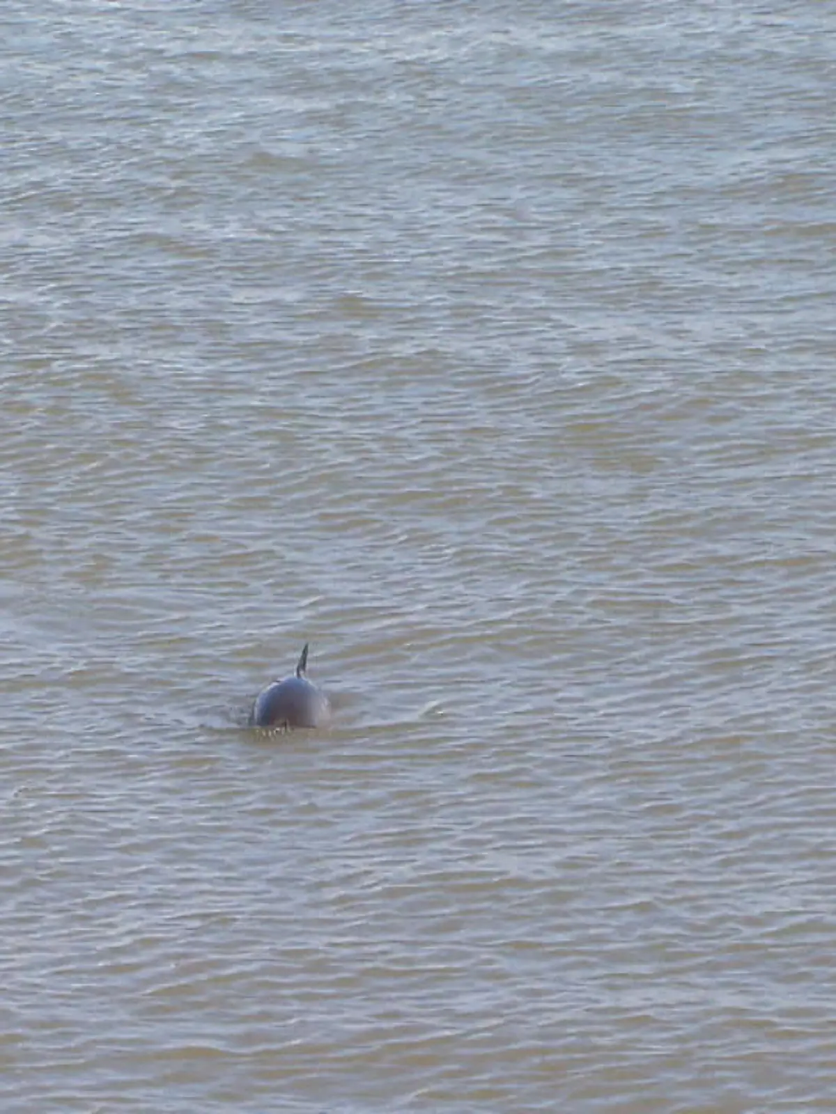 Die Schweinswale sind in der Nordsee zu sehen! Die Suche nach Nahrung treibt die Meeressäuger um diese Jahreszeit besonders dicht ans Ufer. Als Hotspot gilt dabei der Jadebusen rund um Wilhelmshaven. Und momentan werden bei den sogenannten Schweinswaltagen sogar spezielle Whale-Watching Touren angeboten.