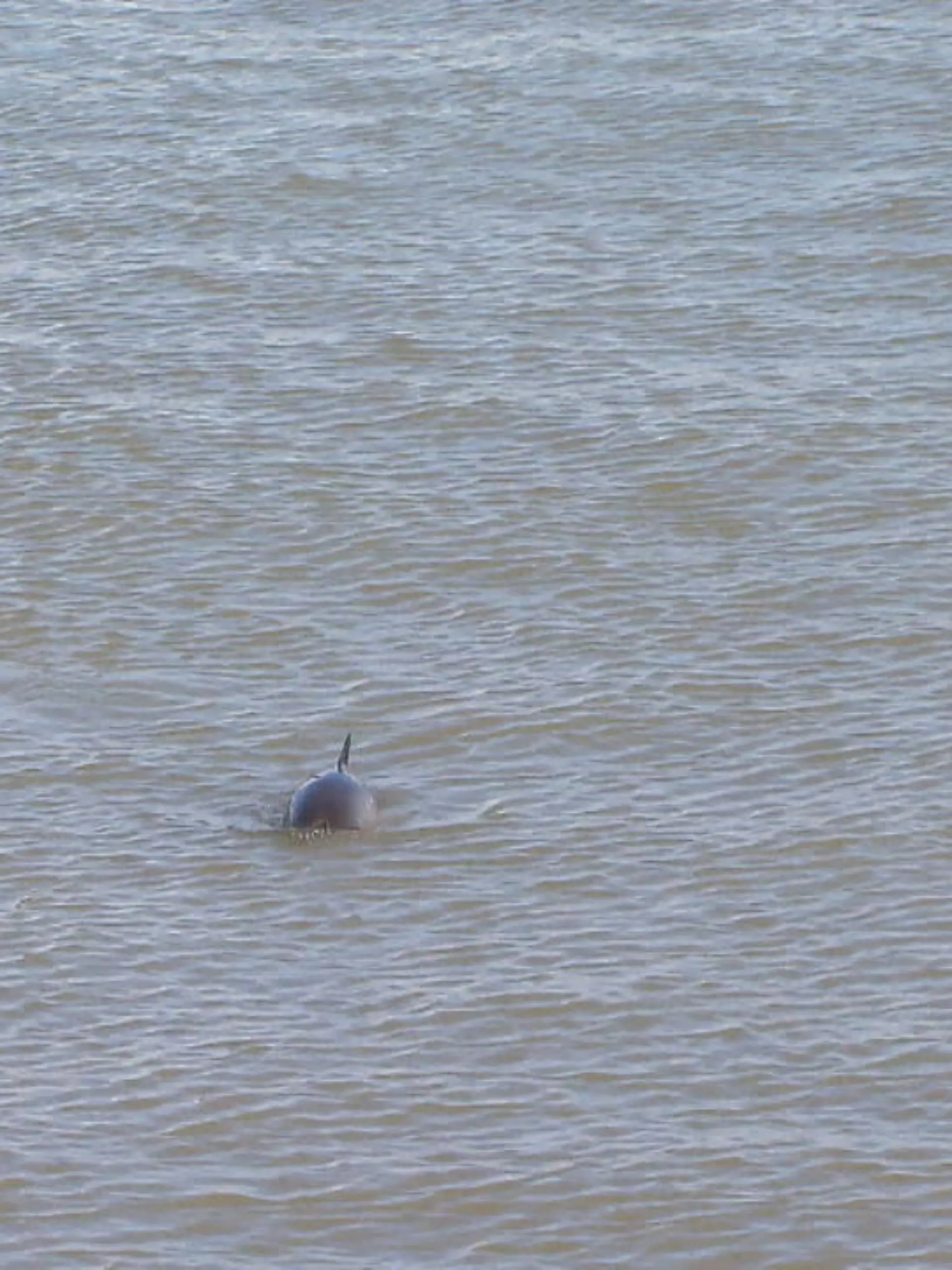 Die Schweinswale sind in der Nordsee zu sehen! Die Suche nach Nahrung treibt die Meeressäuger um diese Jahreszeit besonders dicht ans Ufer. Als Hotspot gilt dabei der Jadebusen rund um Wilhelmshaven. Und momentan werden bei den sogenannten Schweinswaltagen sogar spezielle Whale-Watching Touren angeboten.