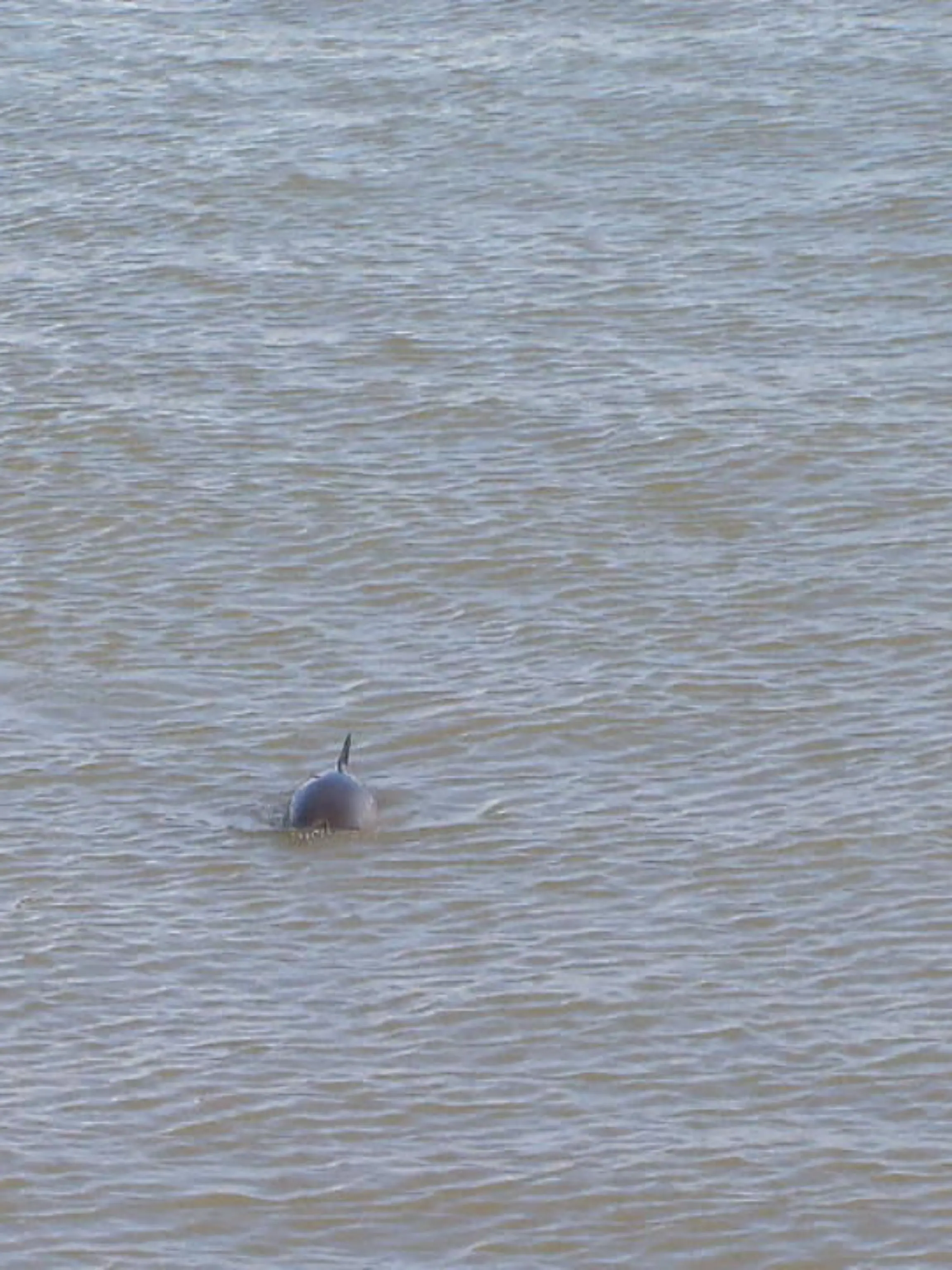 Die Schweinswale sind in der Nordsee zu sehen! Die Suche nach Nahrung treibt die Meeressäuger um diese Jahreszeit besonders dicht ans Ufer. Als Hotspot gilt dabei der Jadebusen rund um Wilhelmshaven. Und momentan werden bei den sogenannten Schweinswaltagen sogar spezielle Whale-Watching Touren angeboten.