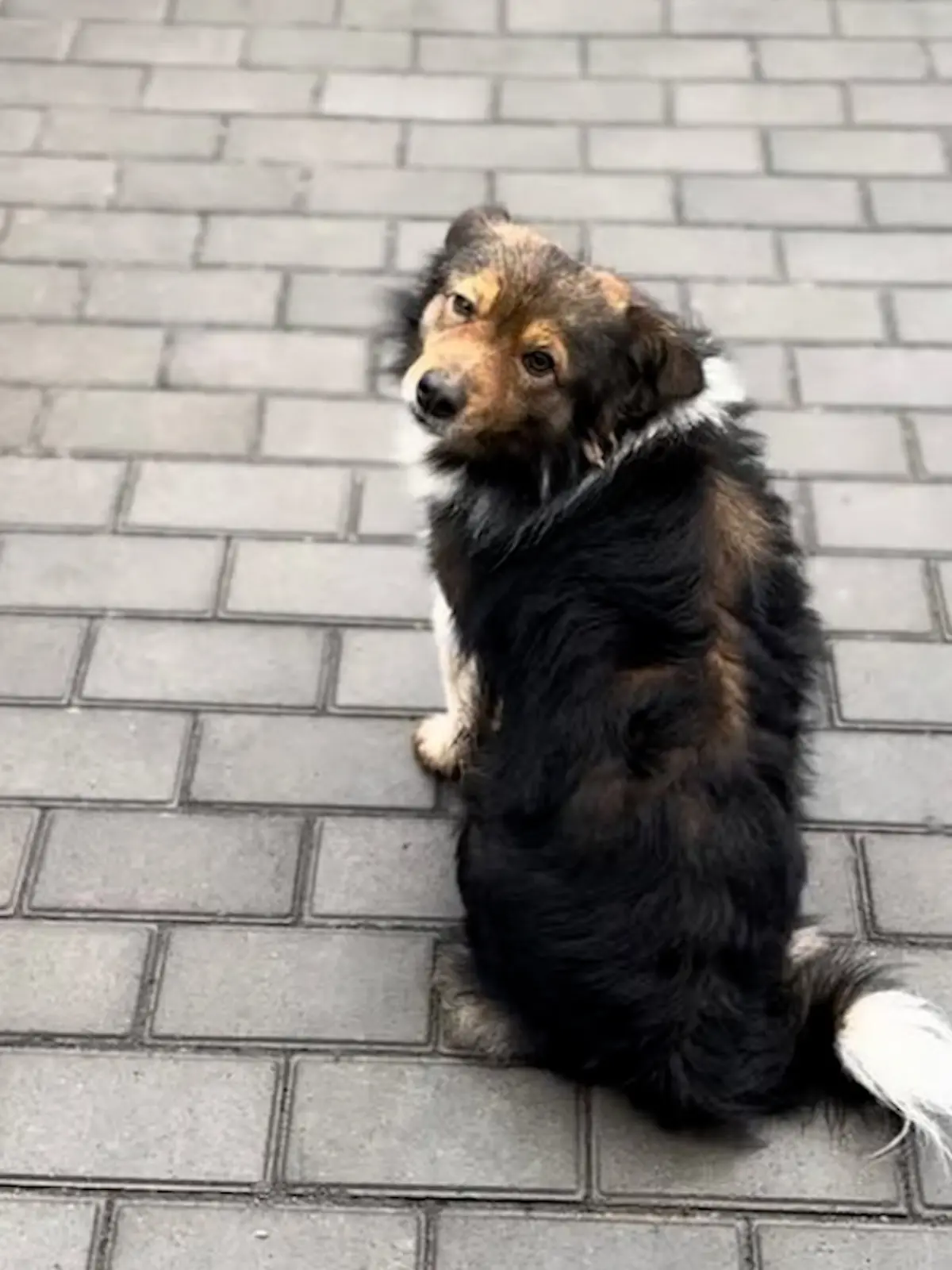 Loschka wartet seit zwei Jahren an Tankstelle auf Besitzer.