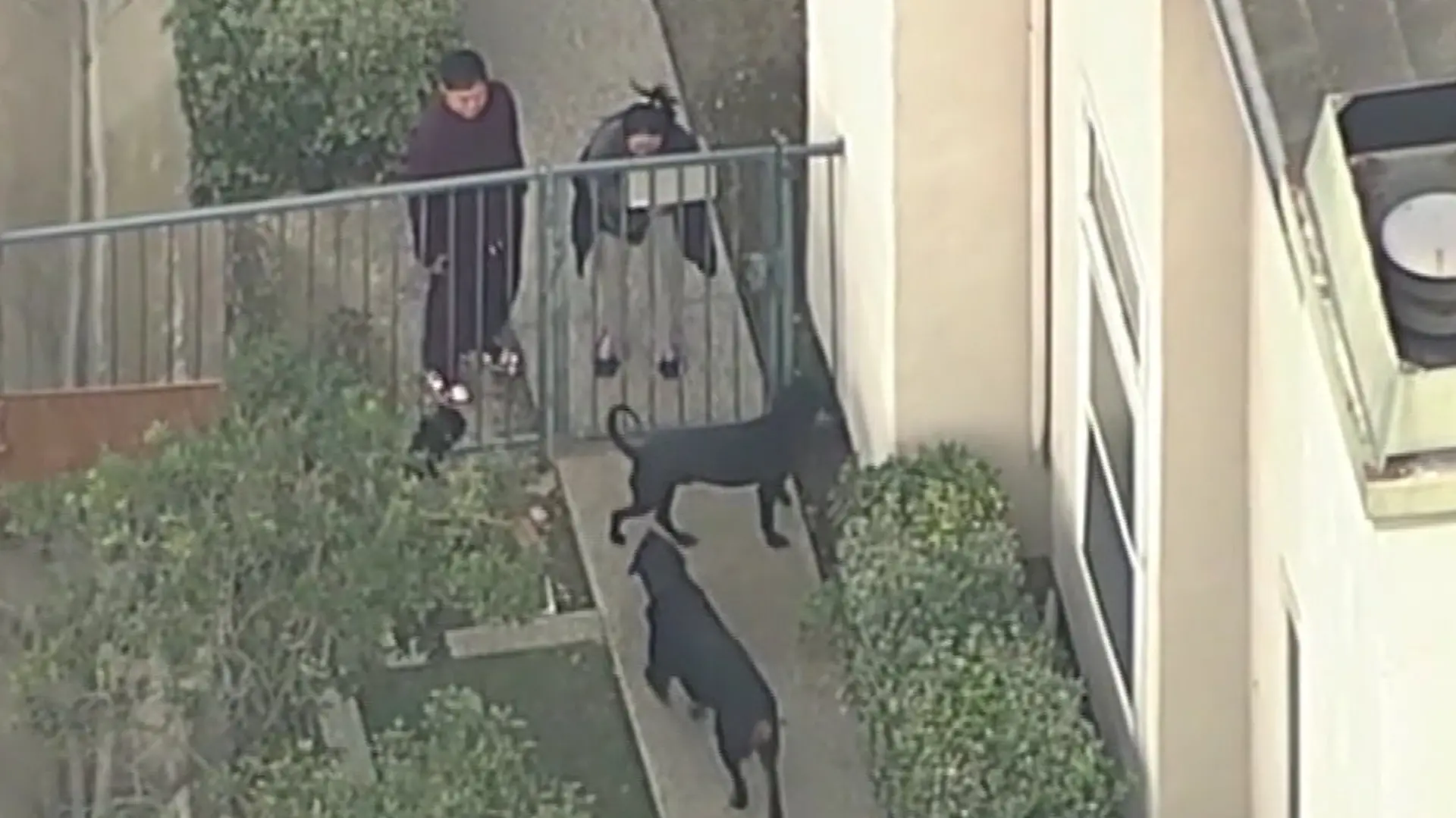 Unvorstellbar, aber in Kalifornien leider passiert – zwei große Rottweiler griffen im eigenen Zuhause ein Kind (5) an und töteten es. Videoaufnahmen zeigen die emotionalen Momente danach, als die Familie den Killer-Hunden gegenüber treten und sie der Polizei übergeben musste.
