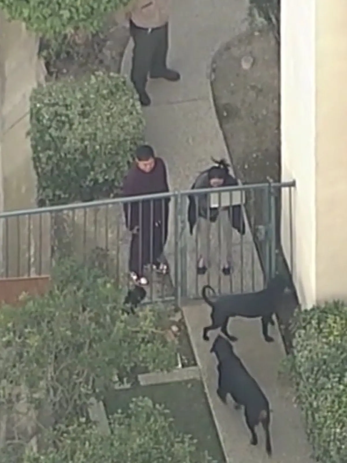 Unvorstellbar, aber in Kalifornien leider passiert – zwei große Rottweiler griffen im eigenen Zuhause ein Kind (5) an und töteten es. Videoaufnahmen zeigen die emotionalen Momente danach, als die Familie den Killer-Hunden gegenüber treten und sie der Polizei übergeben musste.