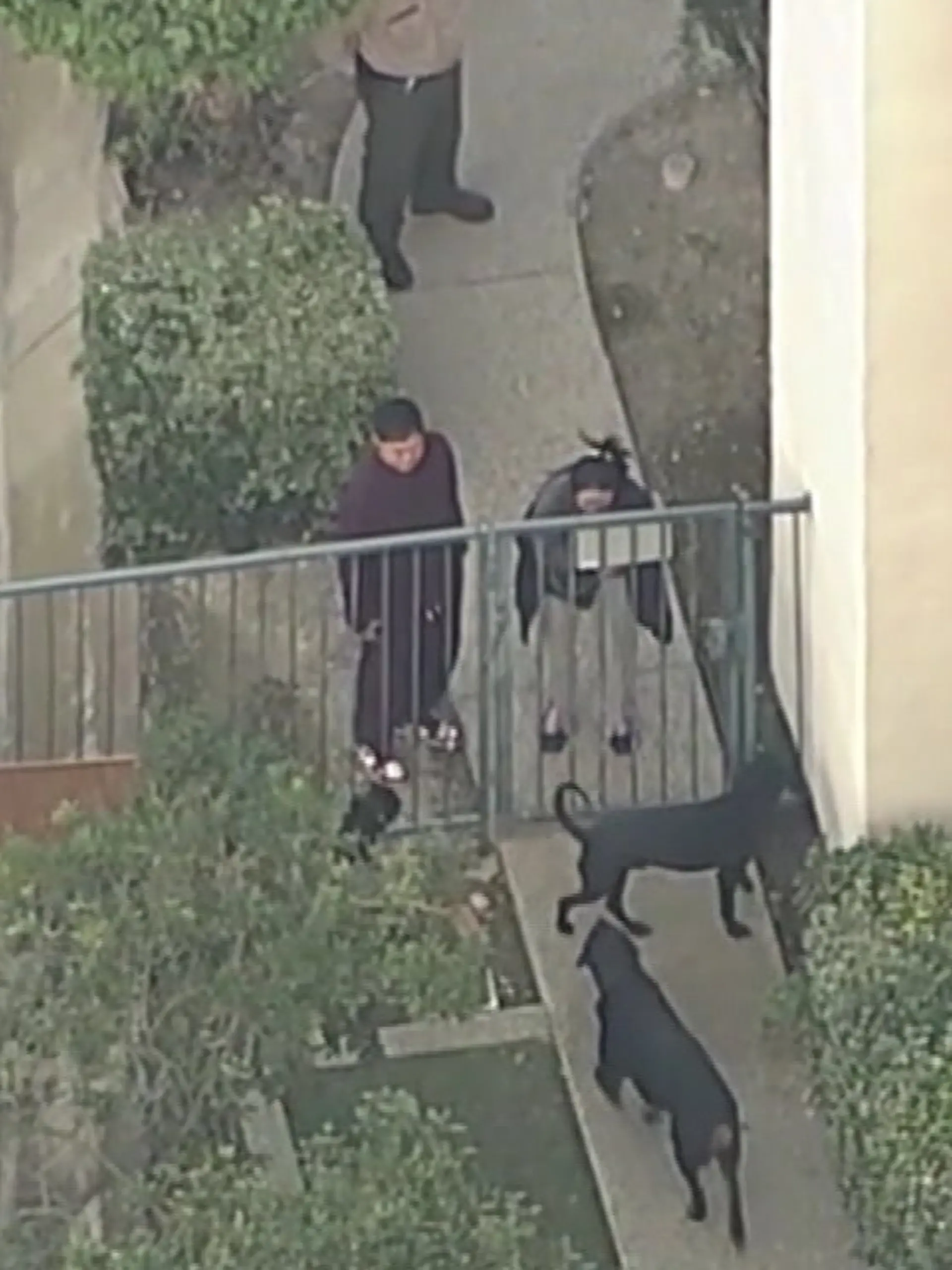 Unvorstellbar, aber in Kalifornien leider passiert – zwei große Rottweiler griffen im eigenen Zuhause ein Kind (5) an und töteten es. Videoaufnahmen zeigen die emotionalen Momente danach, als die Familie den Killer-Hunden gegenüber treten und sie der Polizei übergeben musste.