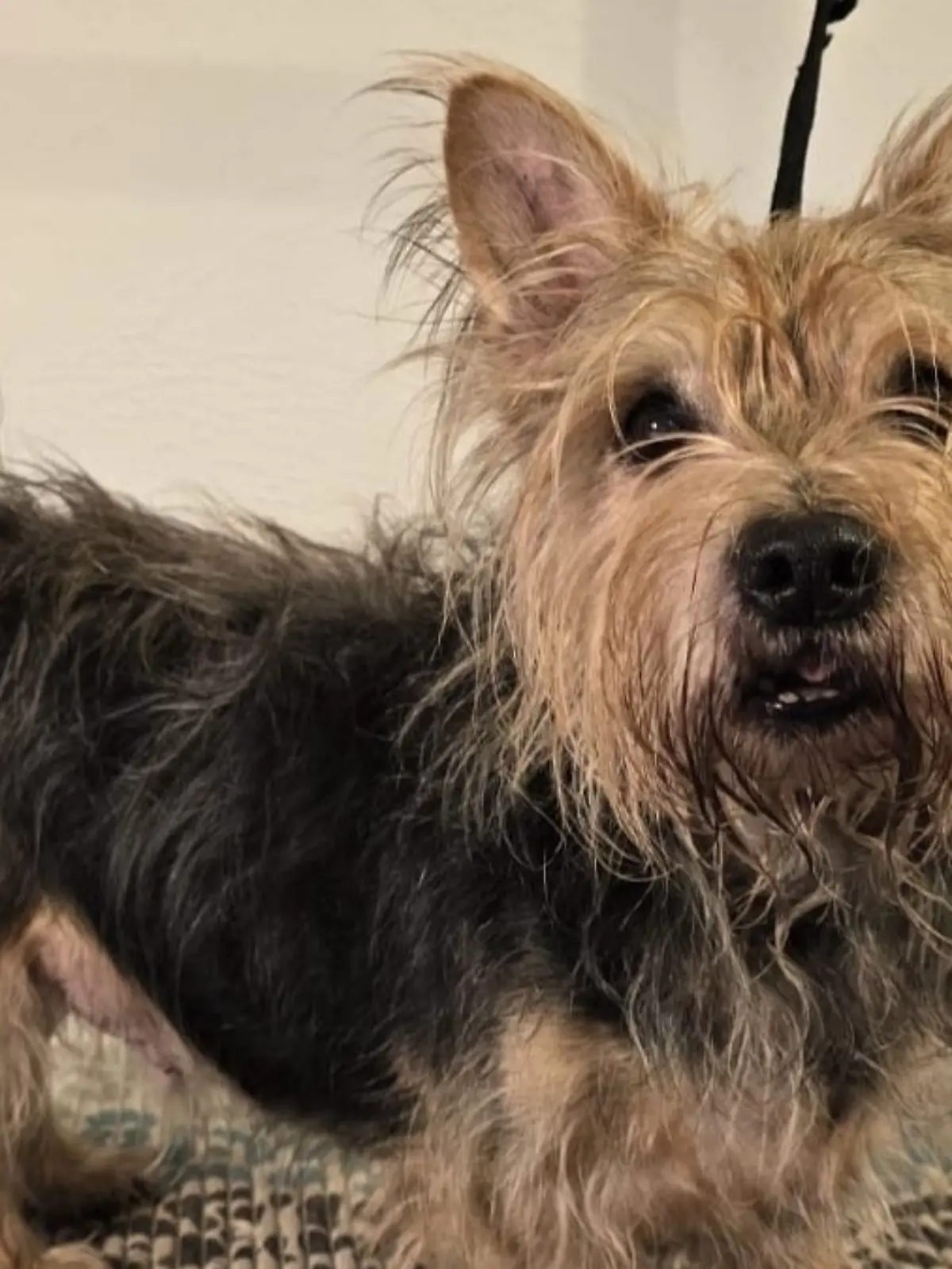 Australien Terrier Joshi