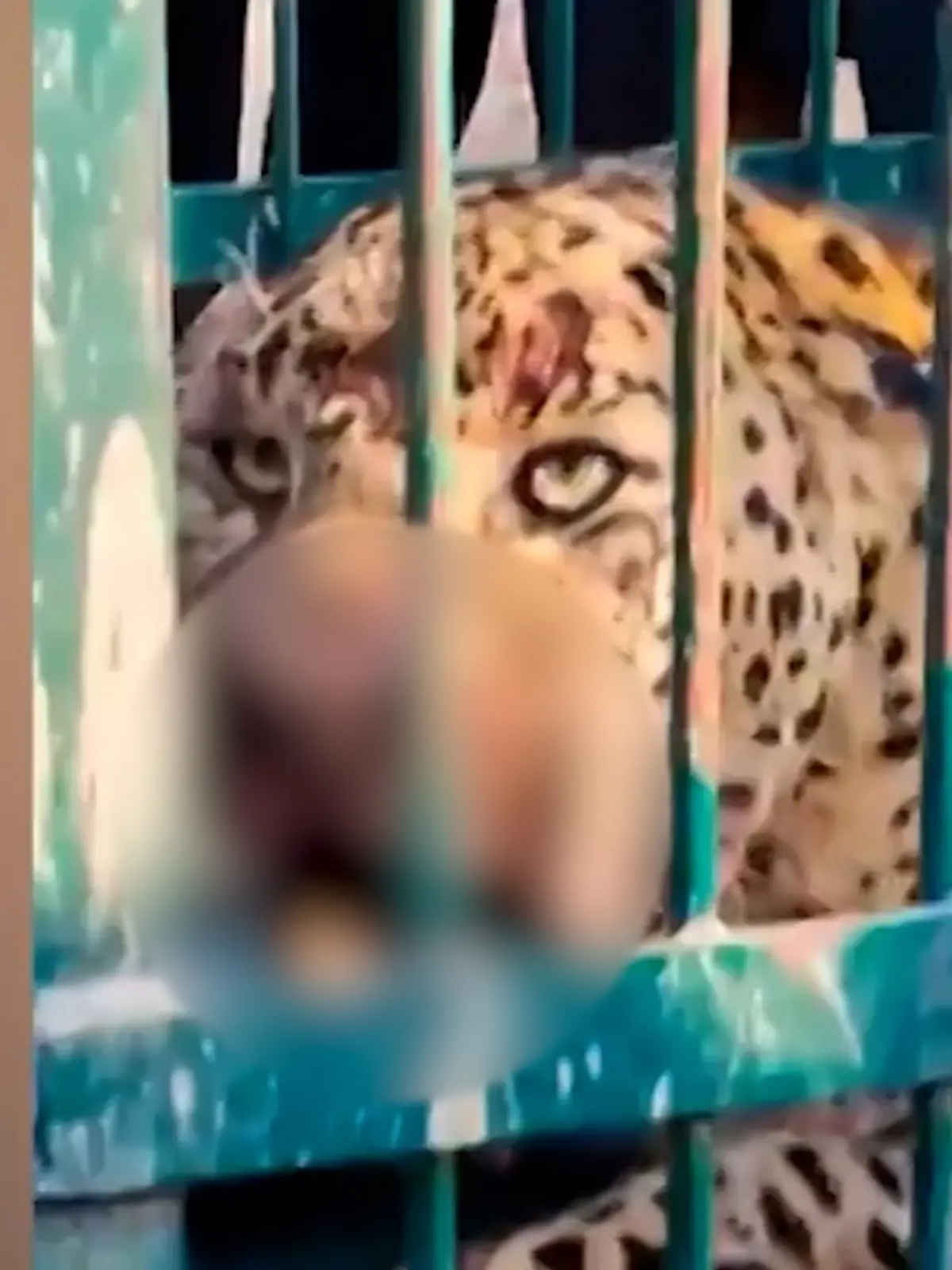 Angriff im eigenen Garten! Leopard tötet Jungen (2) beim Spielen