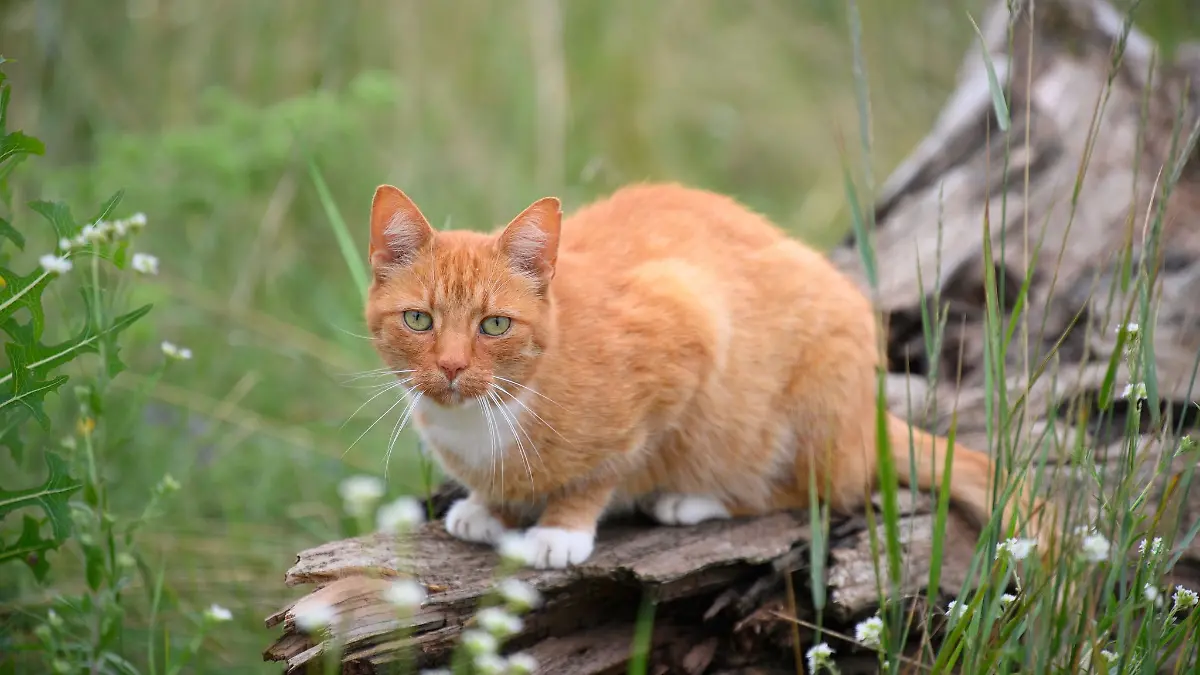 Vierbeiniger Nostradamus? Hellseh-Kater begeistert im Internet