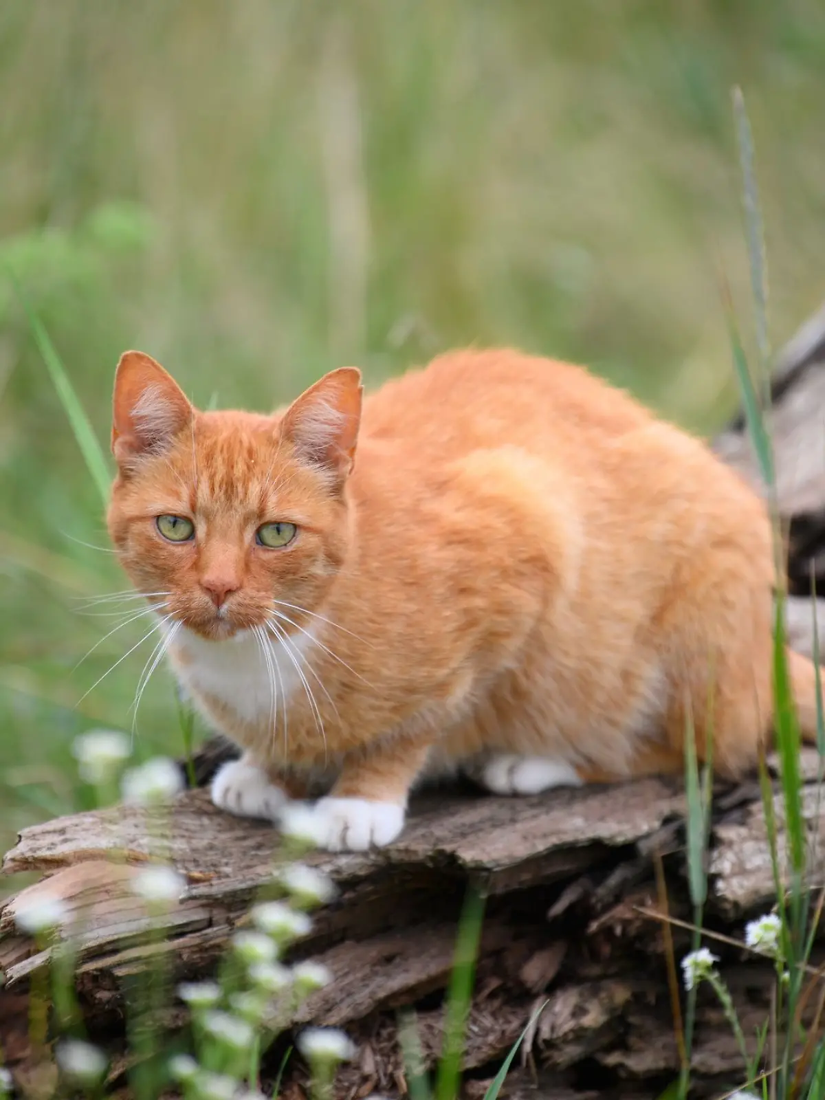 Bild zu: "Vierbeiniger Nostradamus? Internet begeistert von Hellseh-Kater"