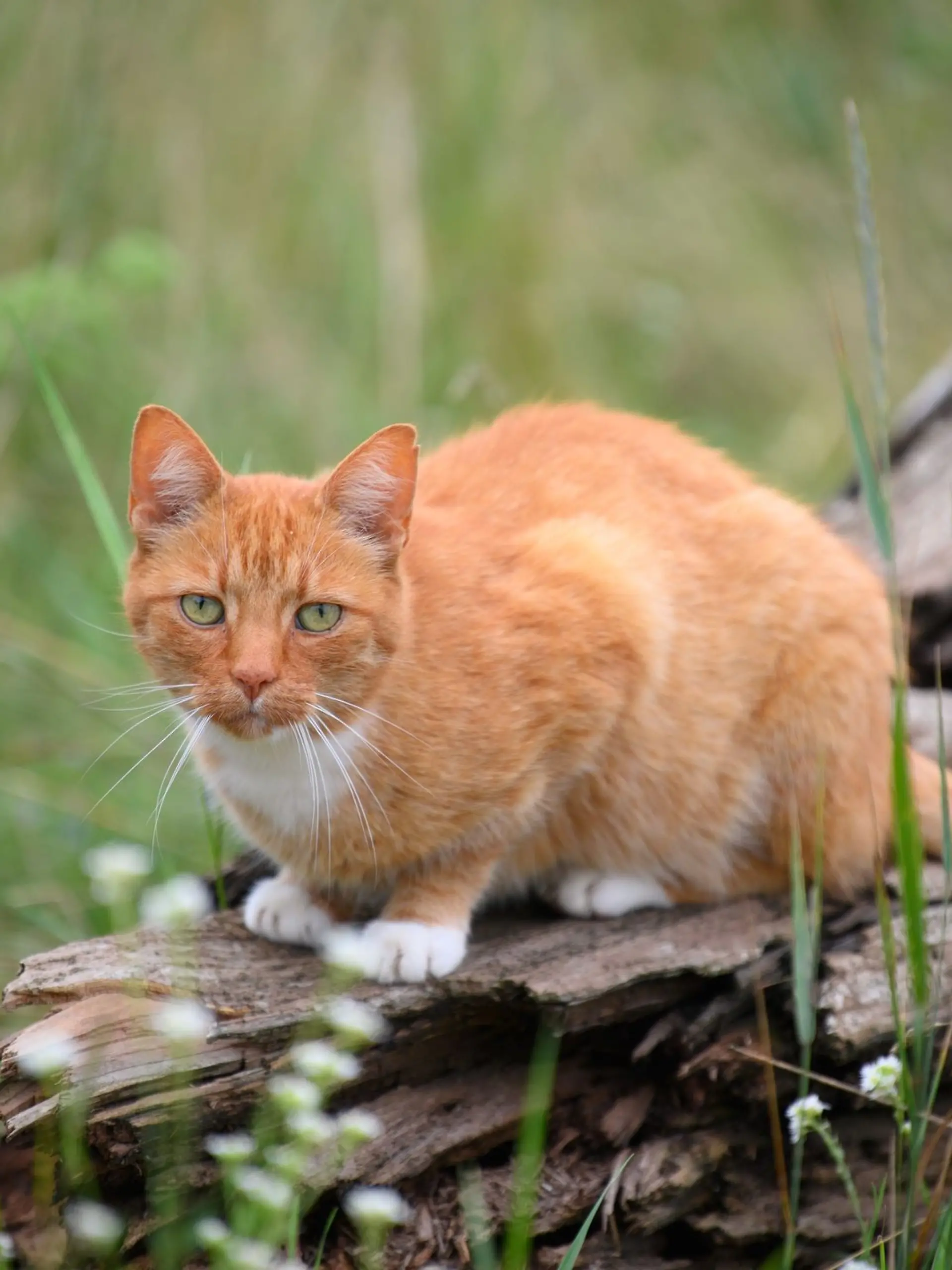 Bild zu: "Vierbeiniger Nostradamus? Internet begeistert von Hellseh-Kater"
