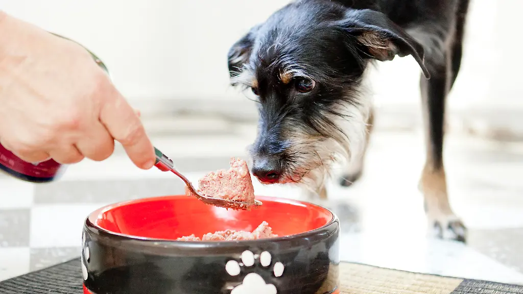 Trockenfutter fr den Hund: Stiftung Warentest prft 23 Produkte
