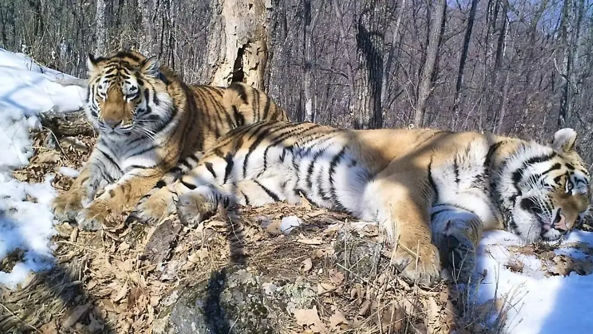 Tigerpaar Boris und Svetlana