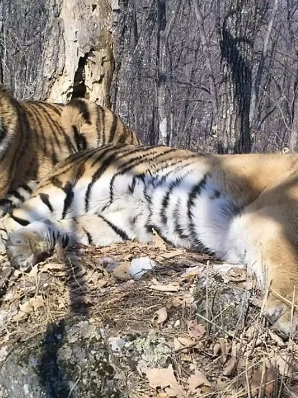 Tigerpaar Boris und Svetlana