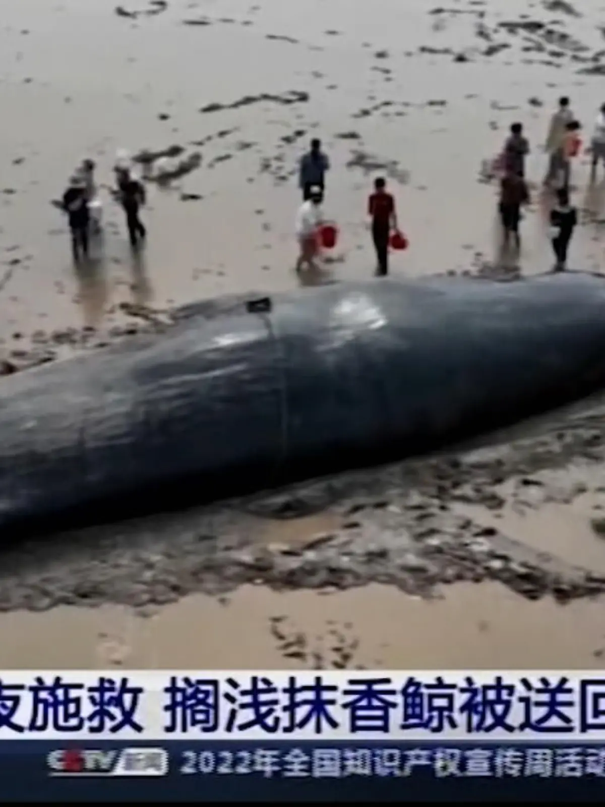 Am Morgen entdecken Fischer im Osten Chinas einen gestrandeten Pottwal. Aufnahmen zeigen wie Örtliche Behörden versuchen das Tier aus dem seichten Wasser zu ziehen. Doch vergeblich, der Wal ist zu groß. Als gegen Mittag die Flut zurückgeht liegt der Pottwal fast vollständig in der Sonne auf dem Schlammboden. Die Retter versuchen Alles um ihn vor dem Austrocknen zu bewahren und müssen auf die Flut warten. Erst am Abend steigt das Wasser wieder so hoch, dass der Wal schwimmen und wieder in die Tiefsee gebracht werden kann.