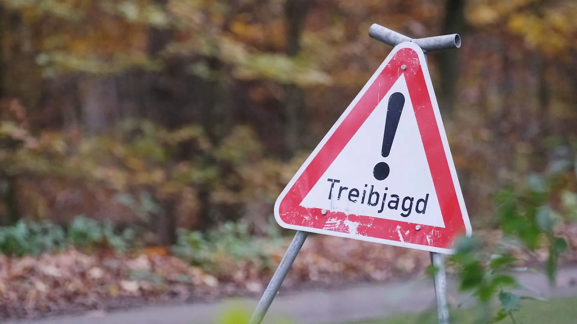 Eine unbeteiligte Frau wird bei einer Treibjagd angeschossen. (Symbolbild)